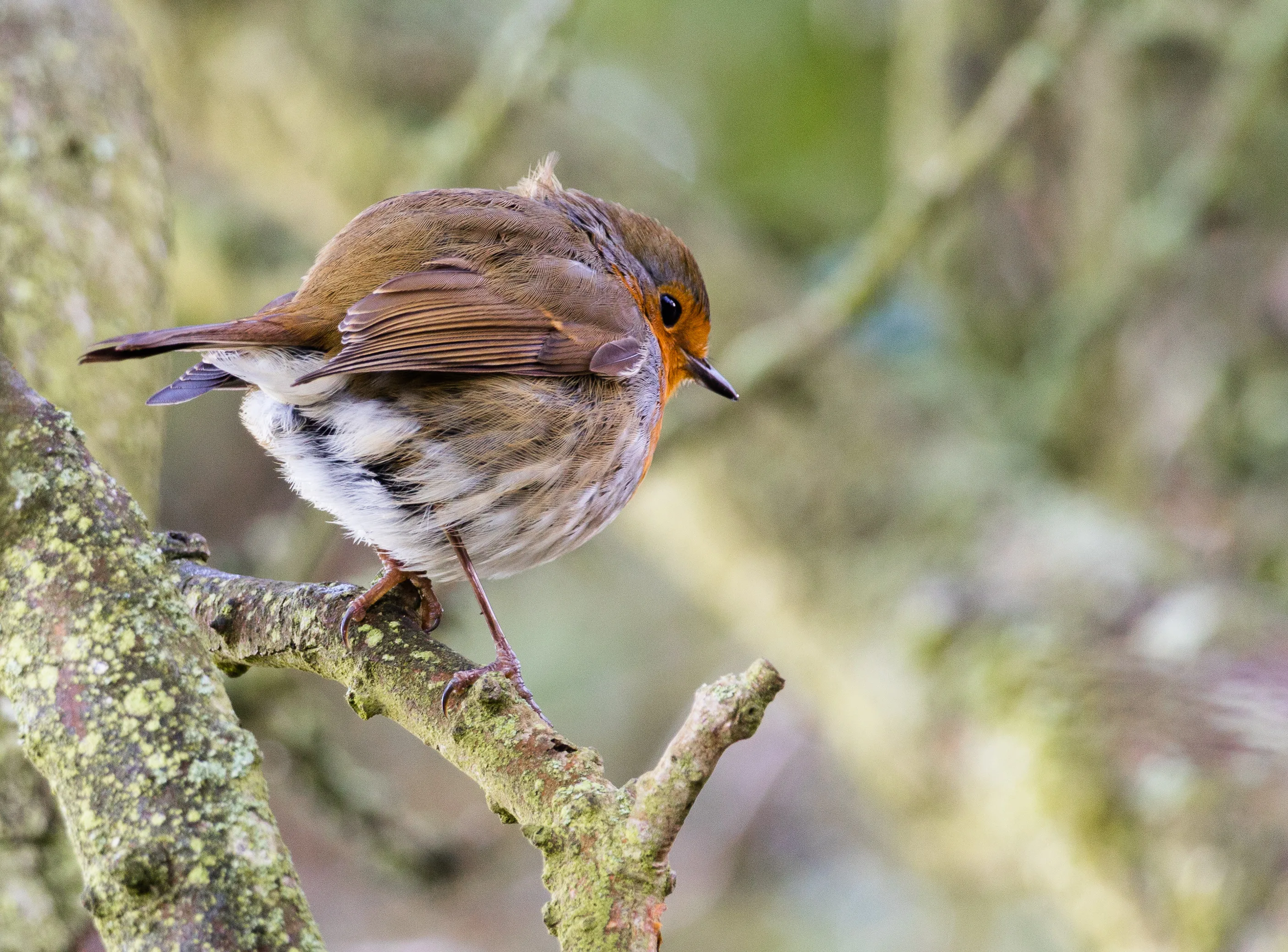 Cold Robin