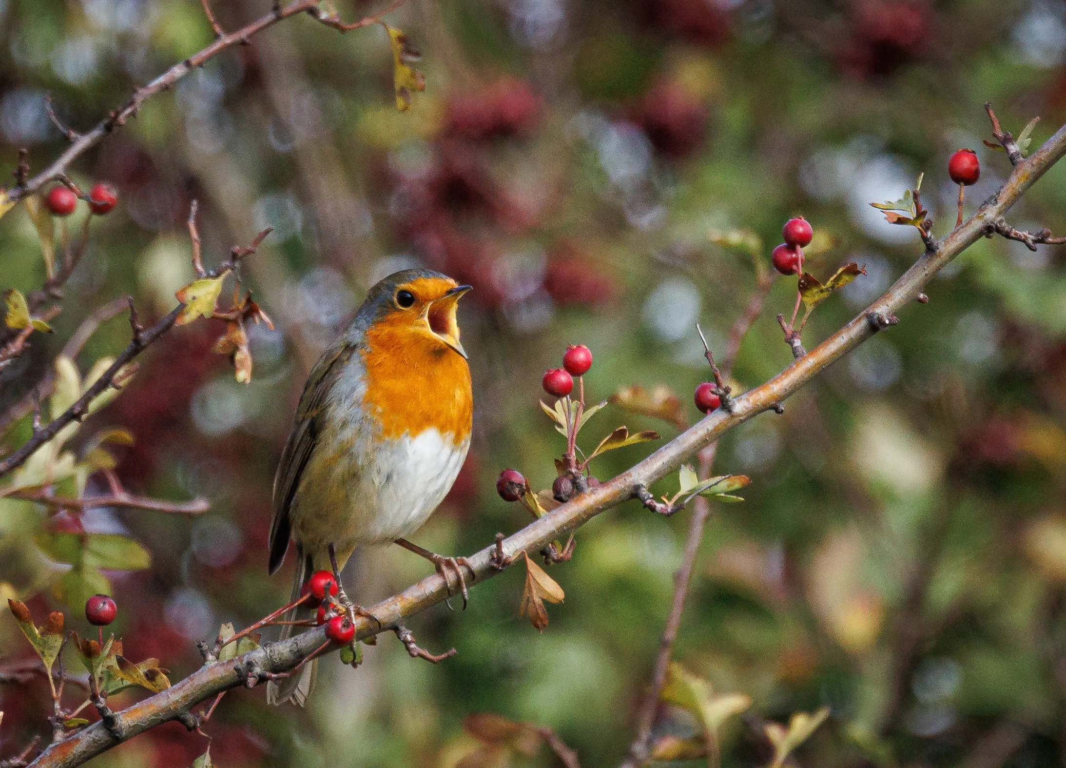 Robin in full voice