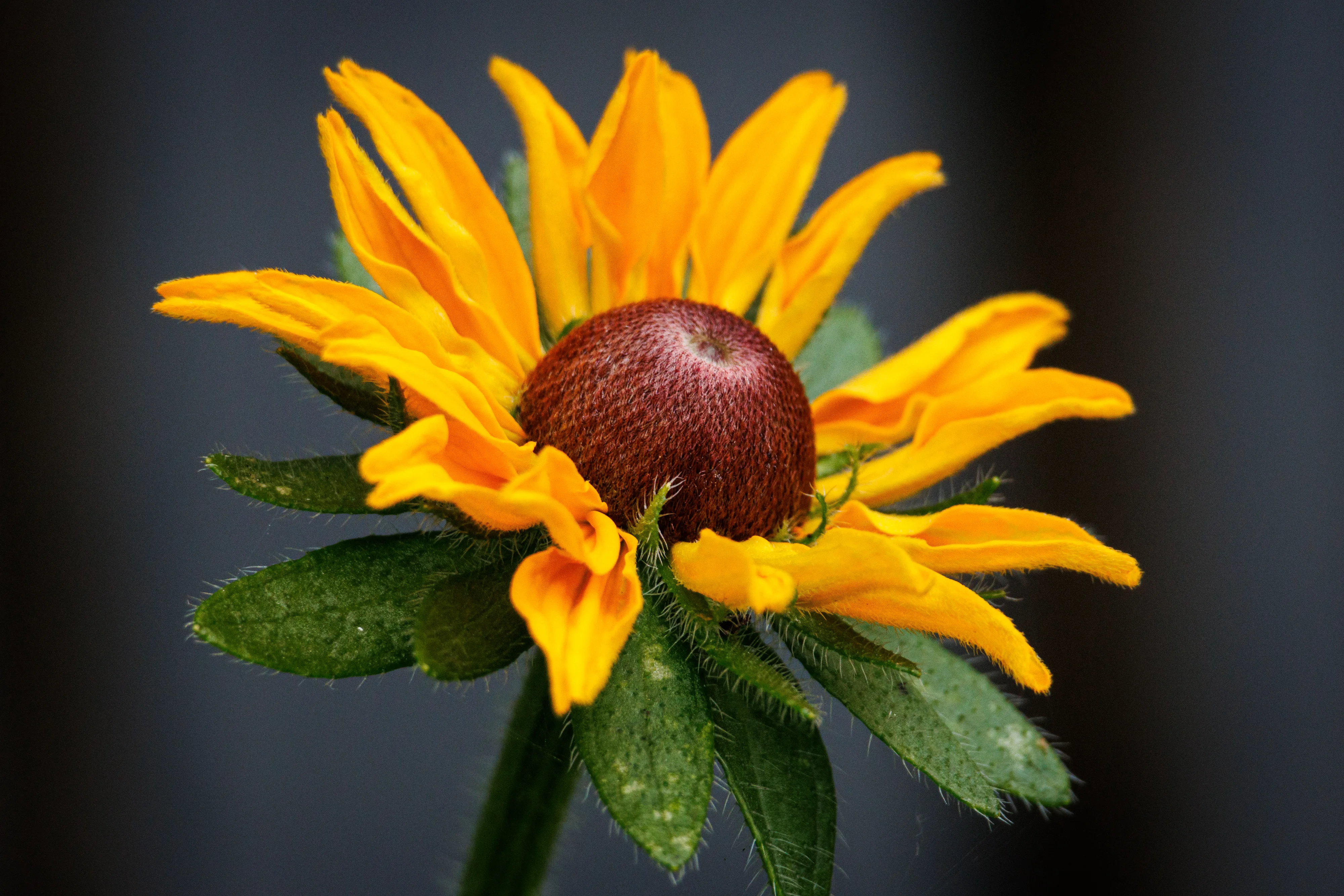 Midsummer Rudbeckia