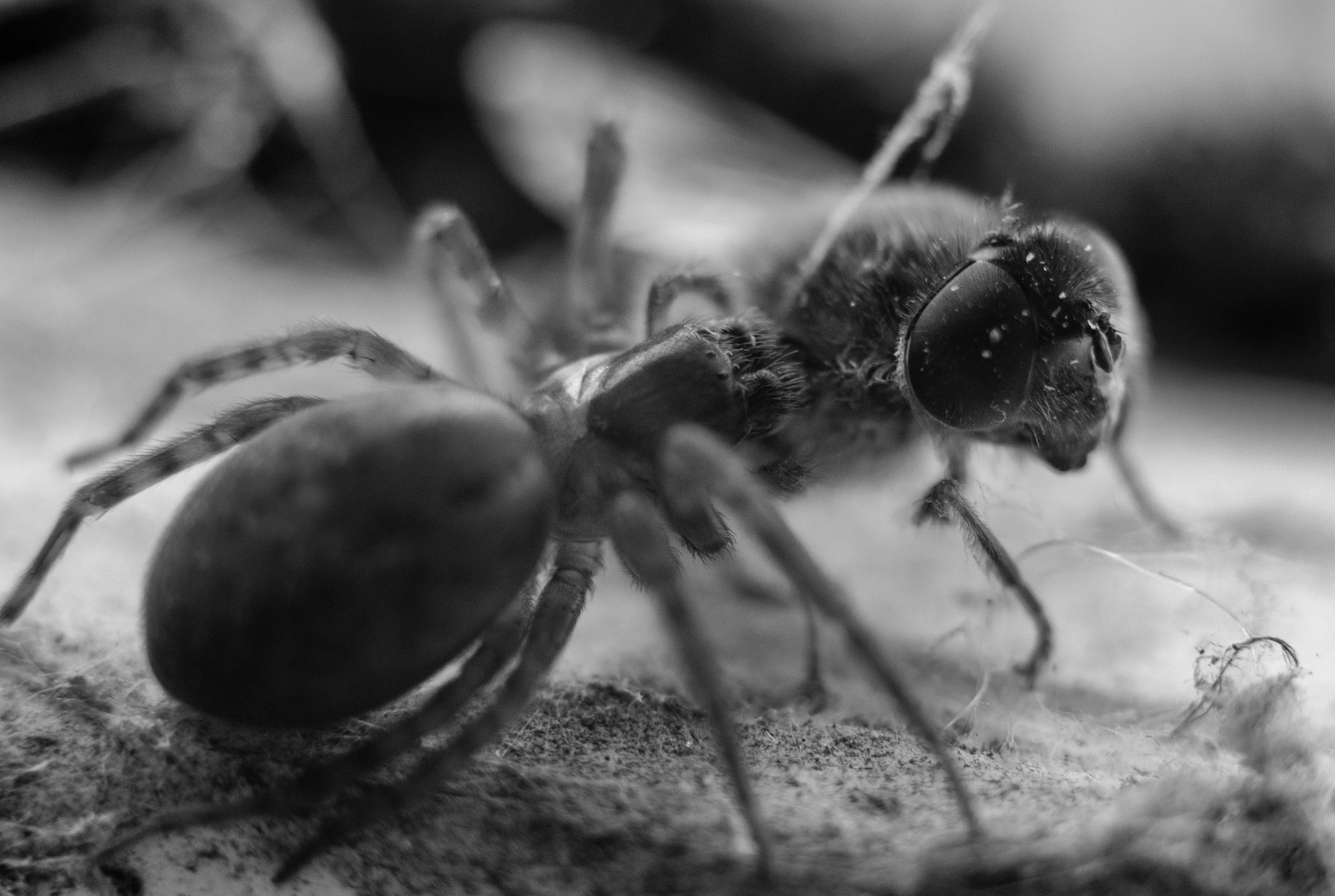 Bug Battle