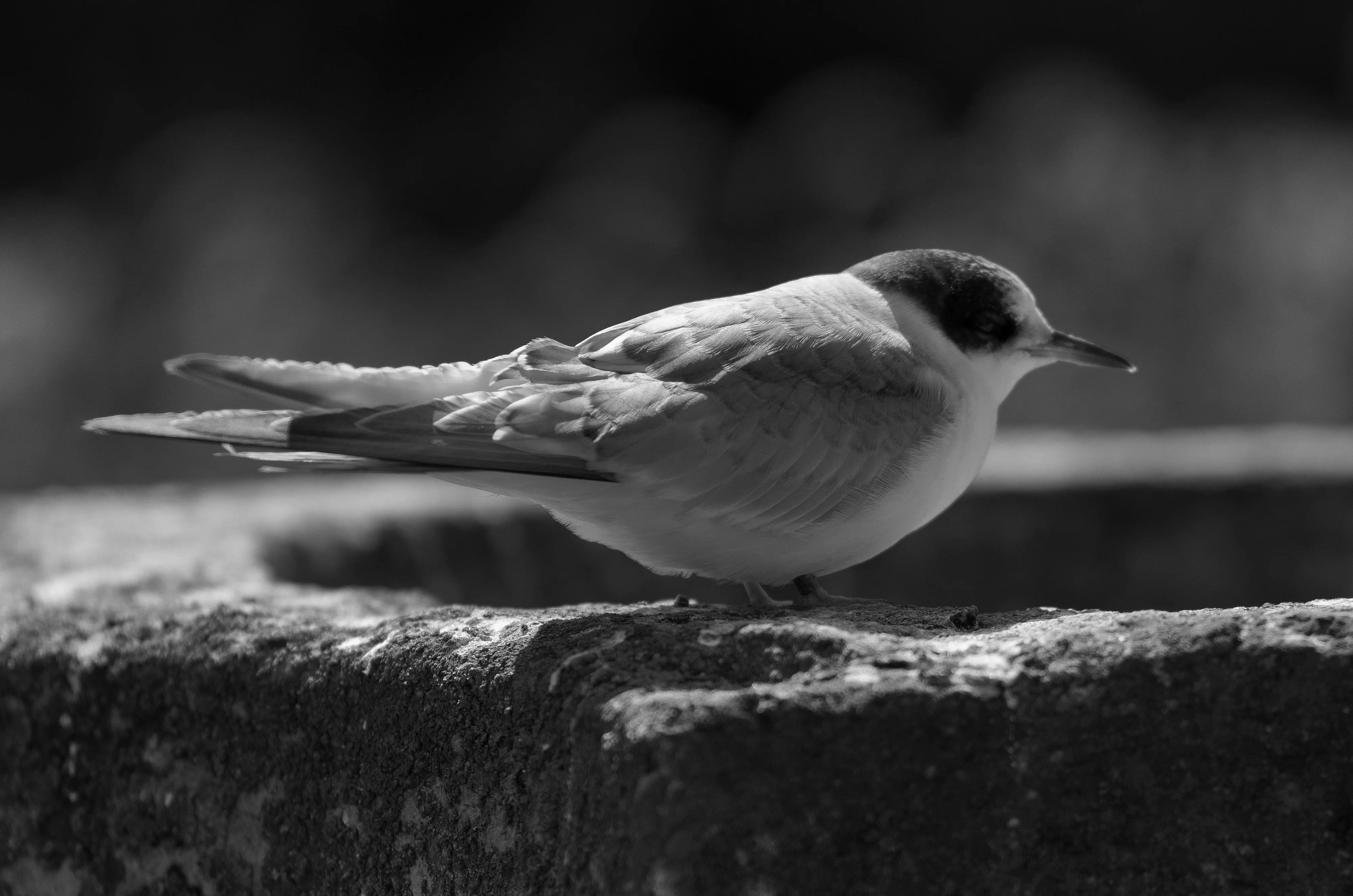 Arctic Tern