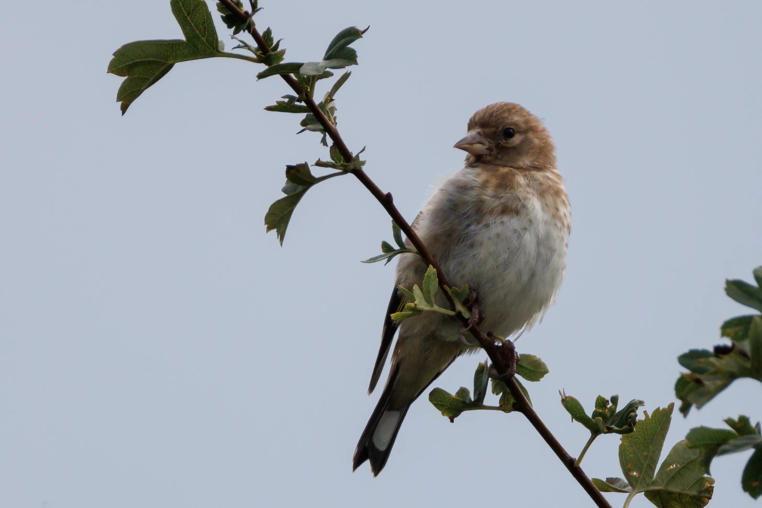 Goldfinch