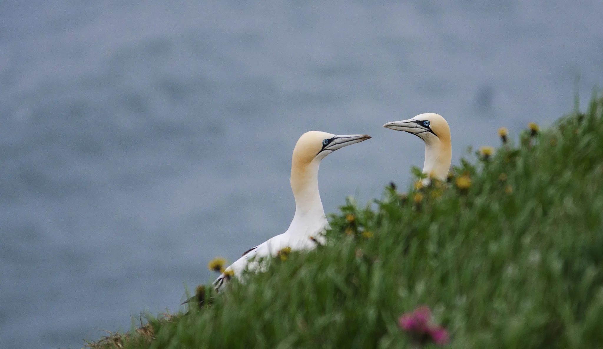 Gannets at Bempton Cliffs