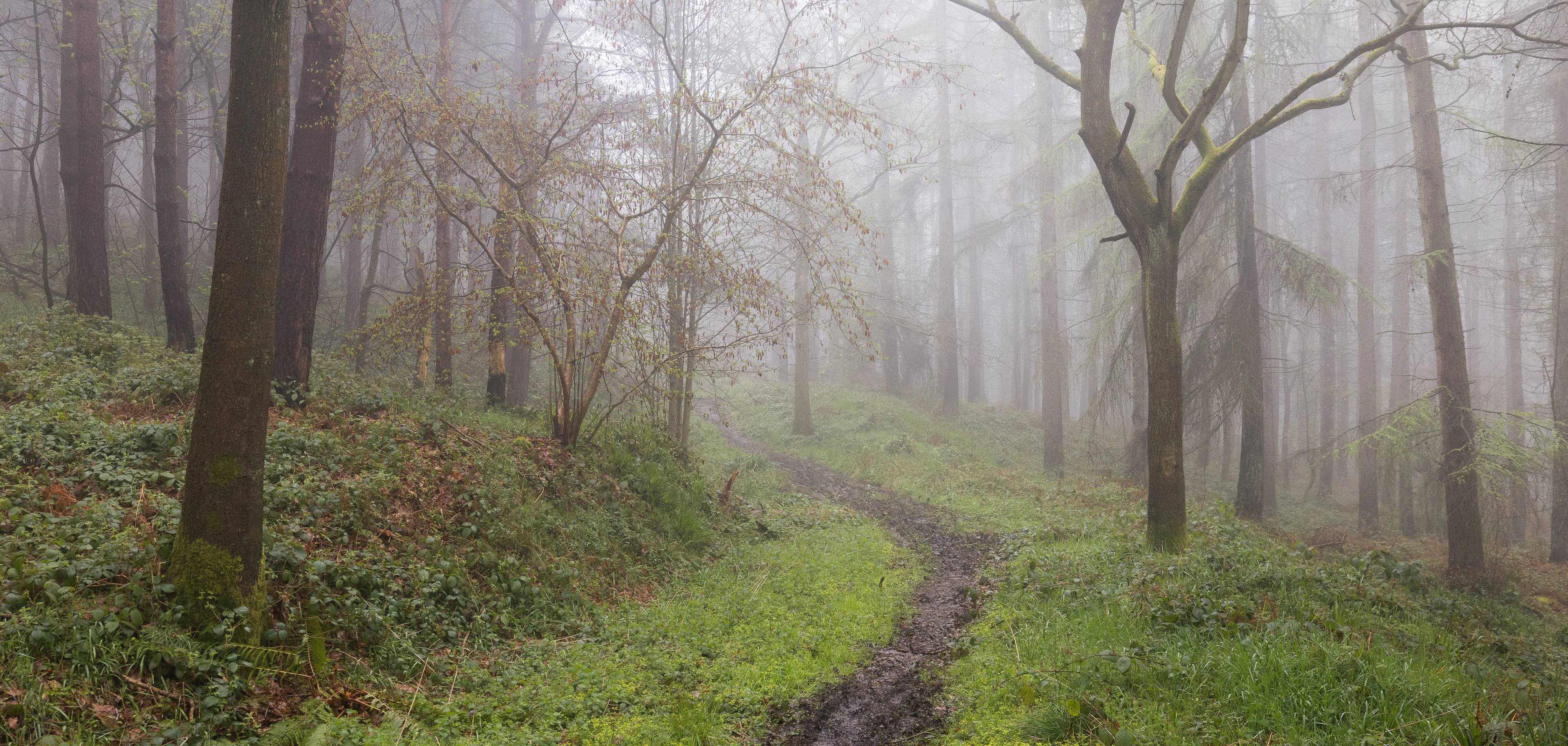 Wileycat Woods Fog