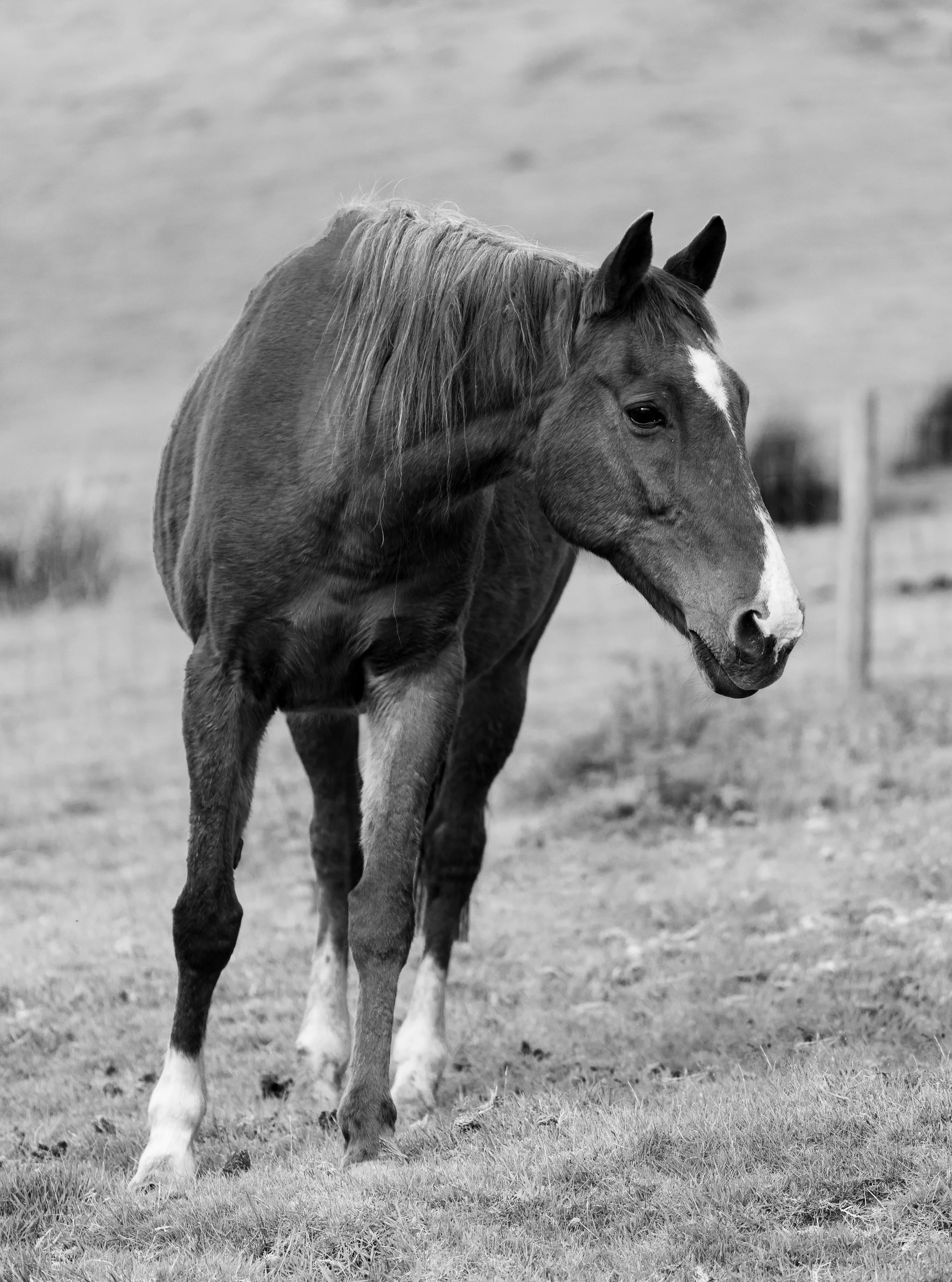 Curious Horse