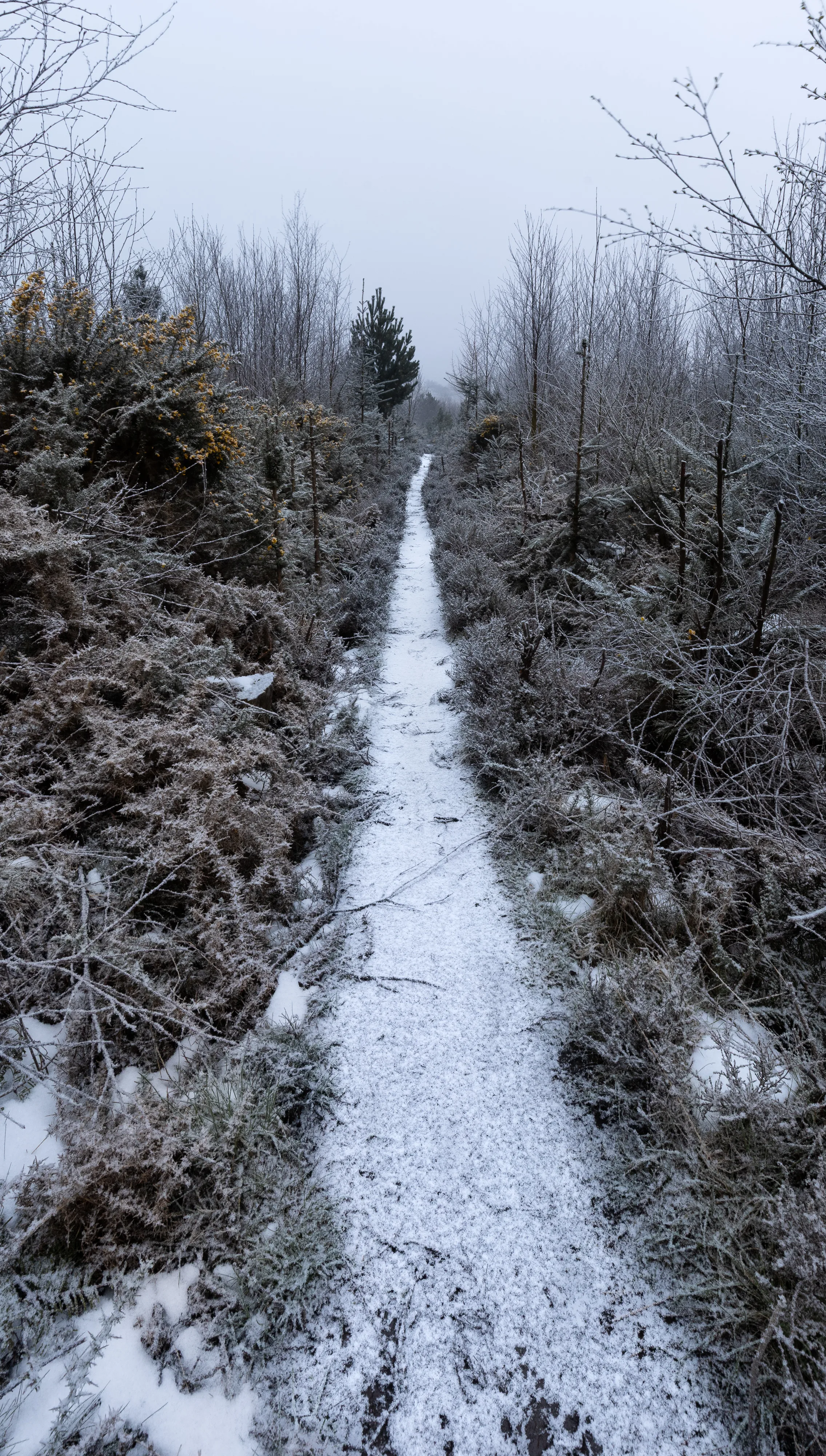 Snowy Path