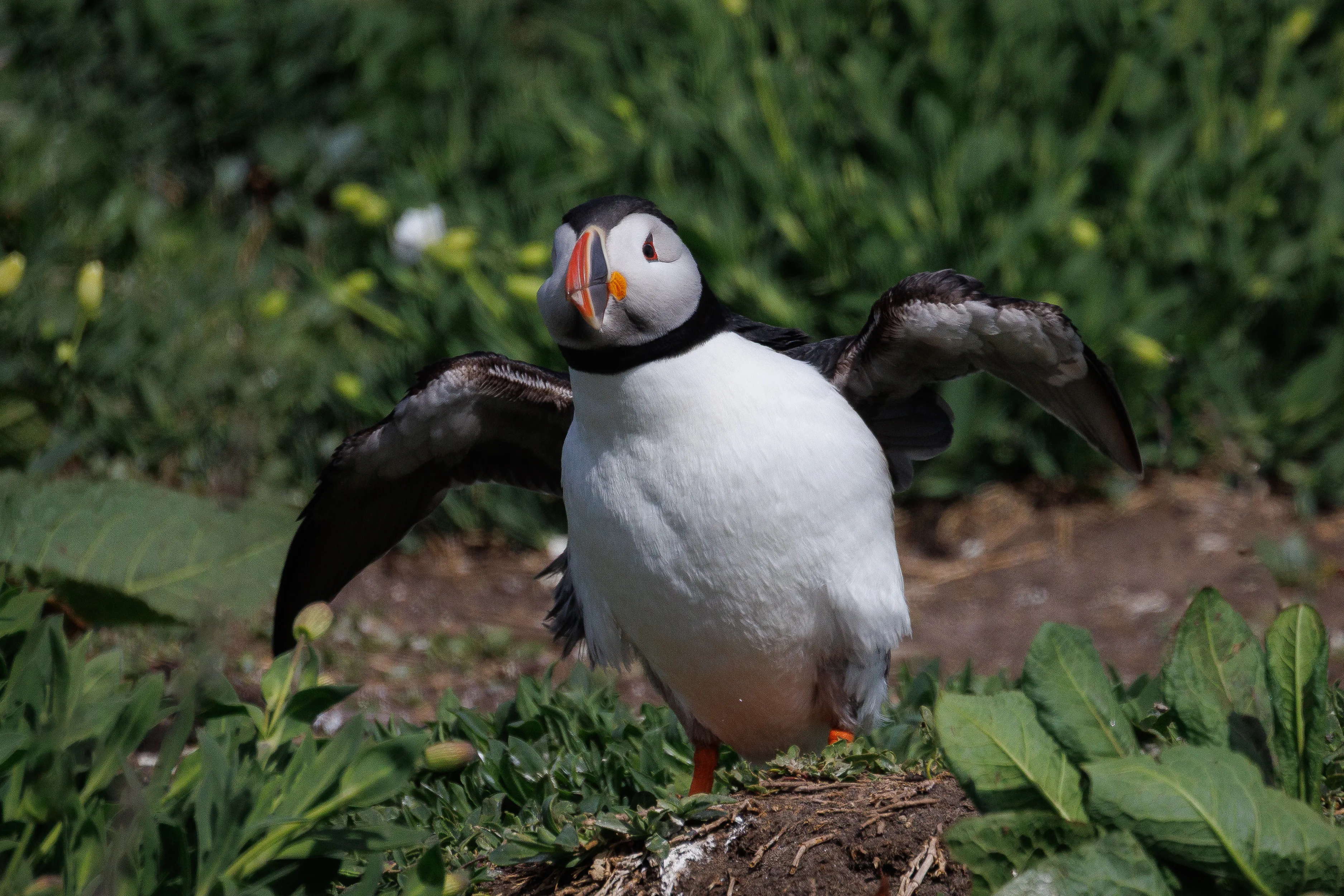 Farne Island Puffin Dance