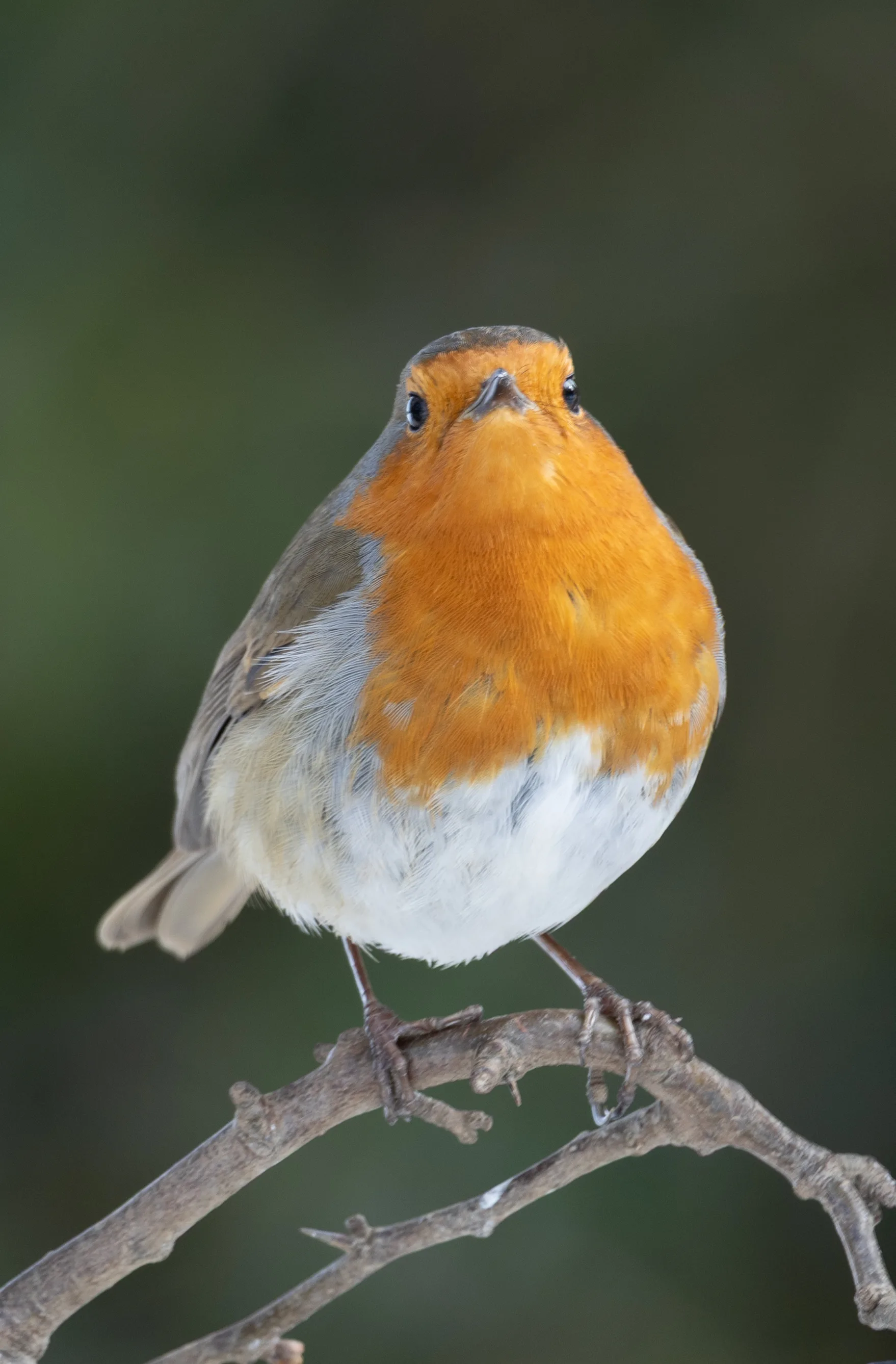 Butt Lane Robin