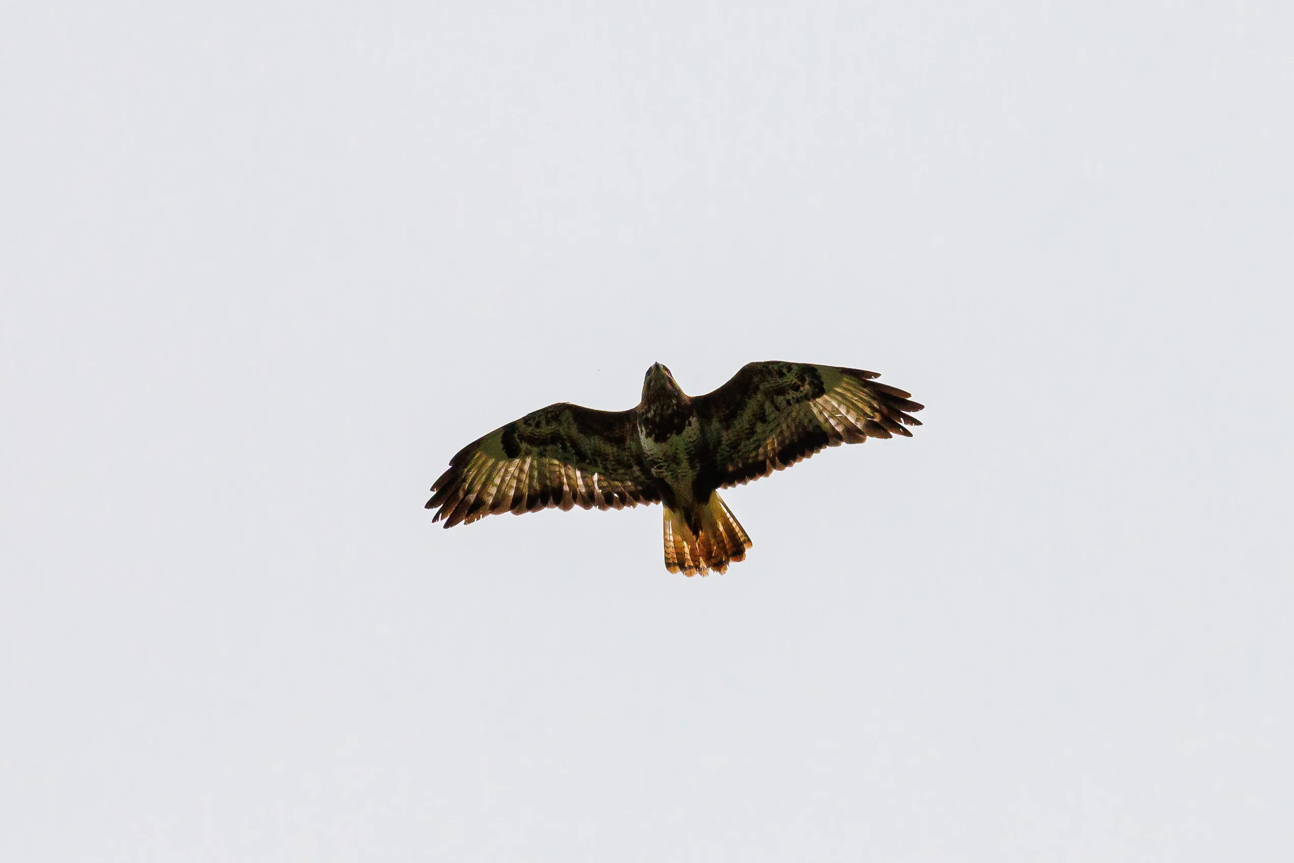 Buzzard from below
