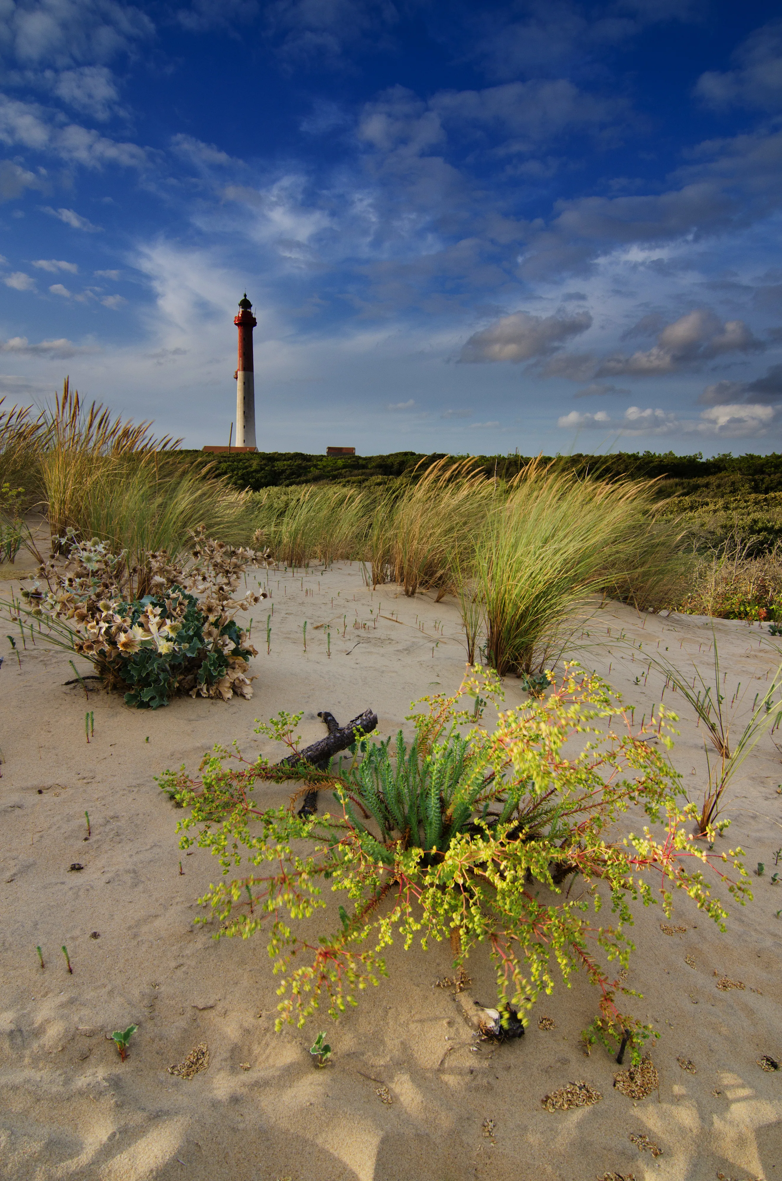 Phare de La Coubre Dunes