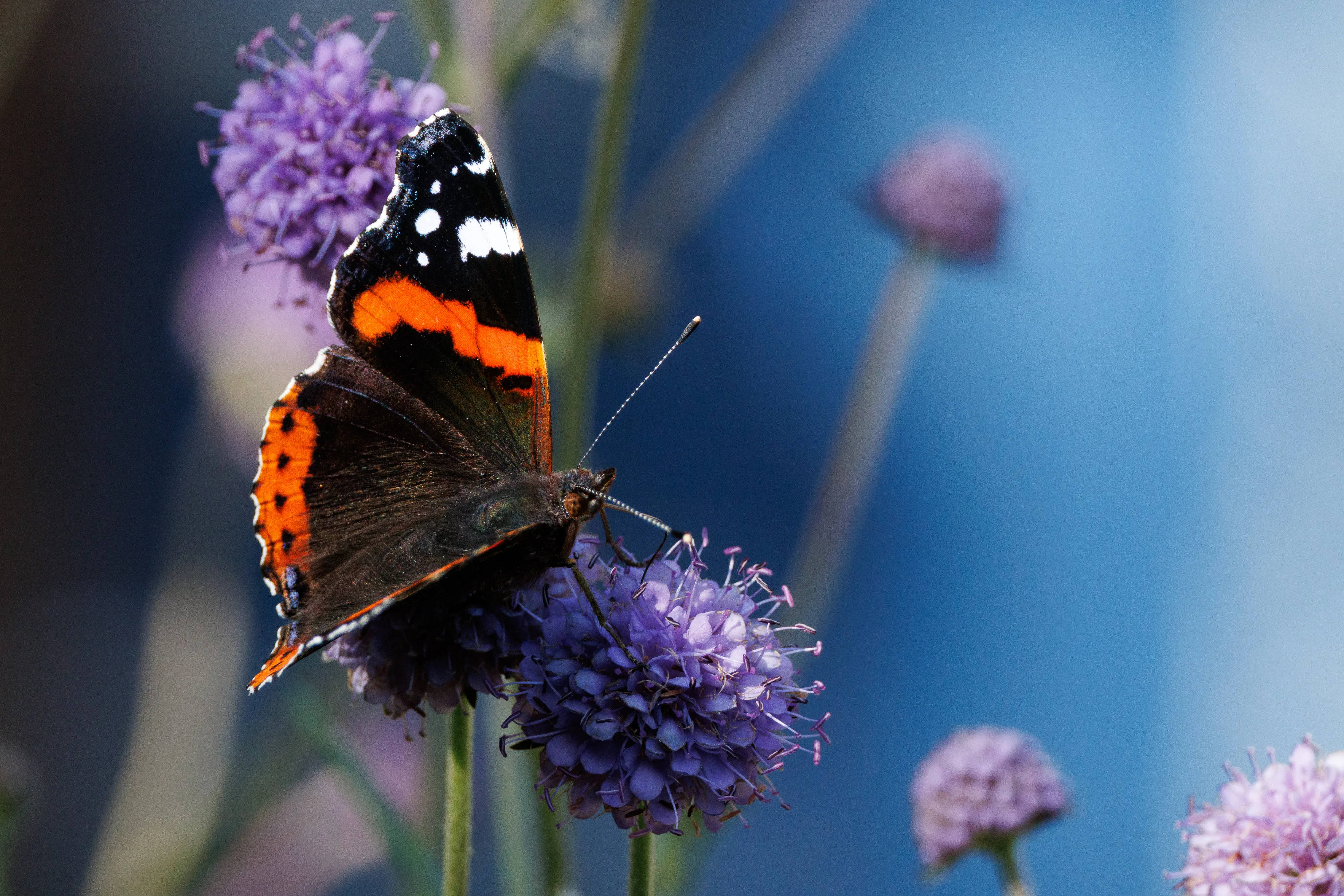 Red Admiral on a Devils Bit Scabious