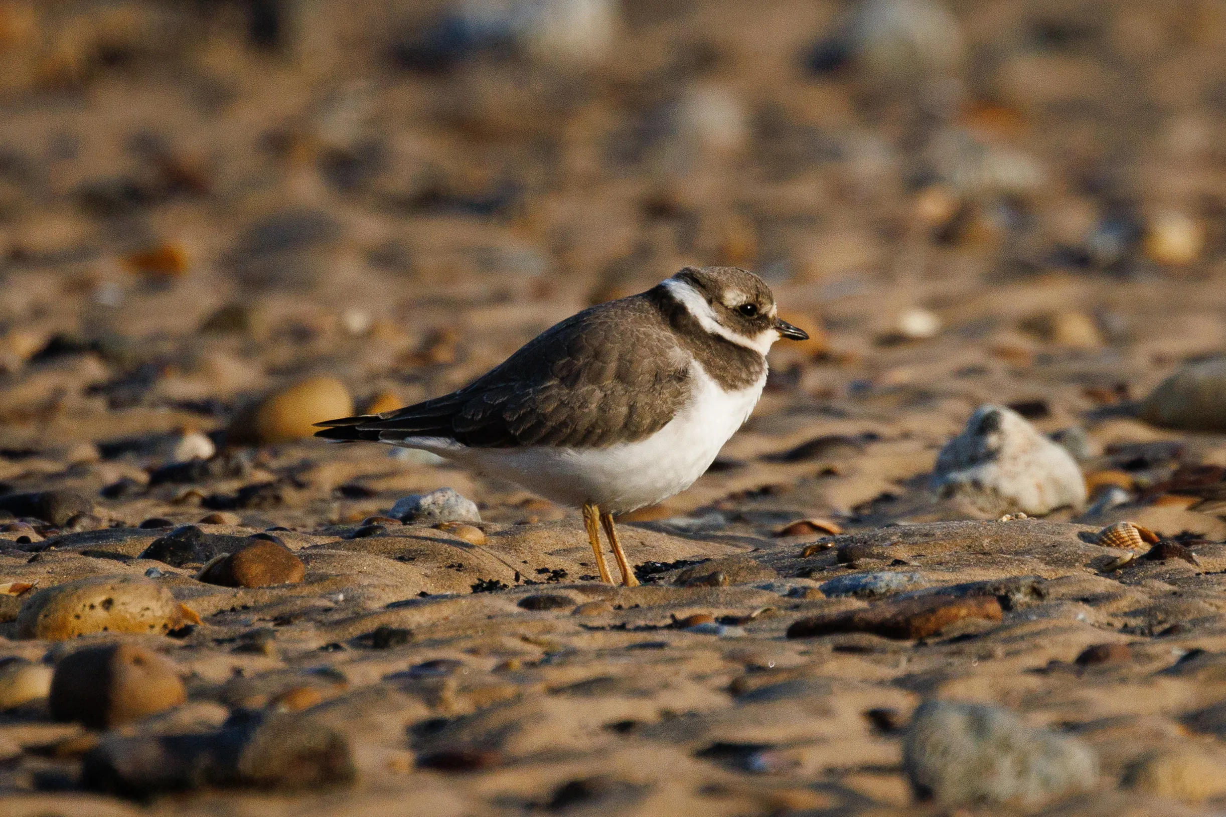 Ringed Plover between the pebbles