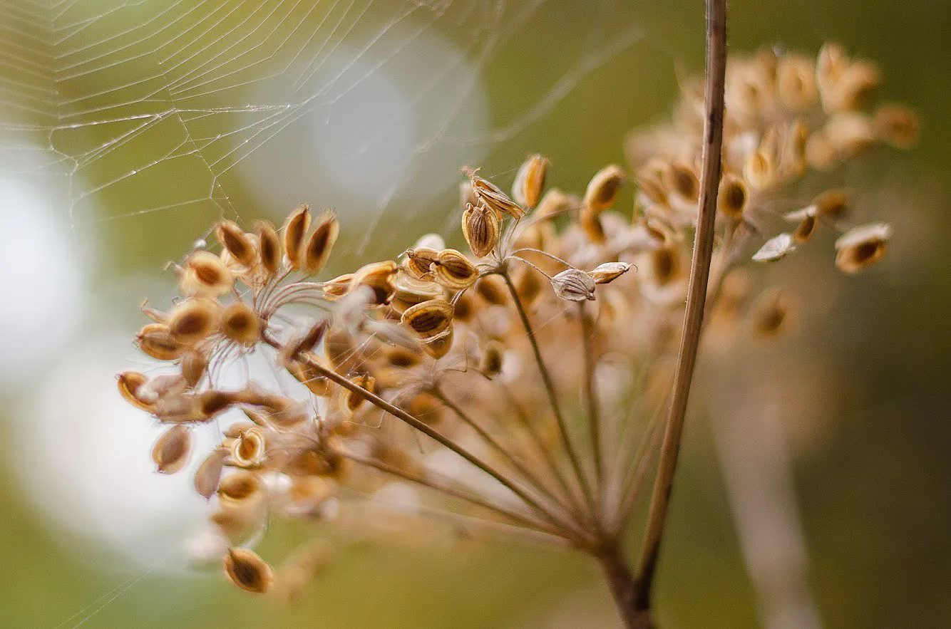 Plants on a walk