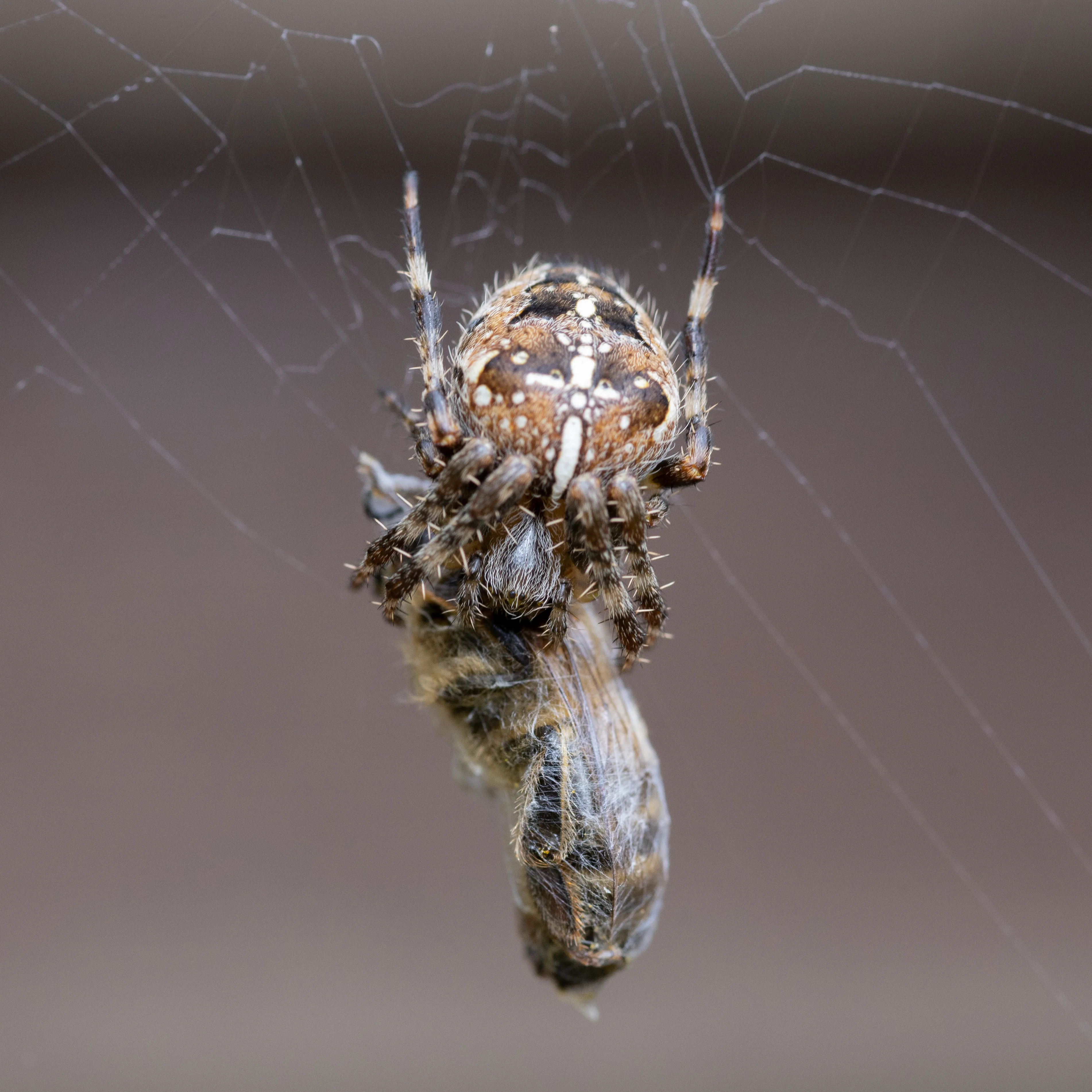 Spider Catch