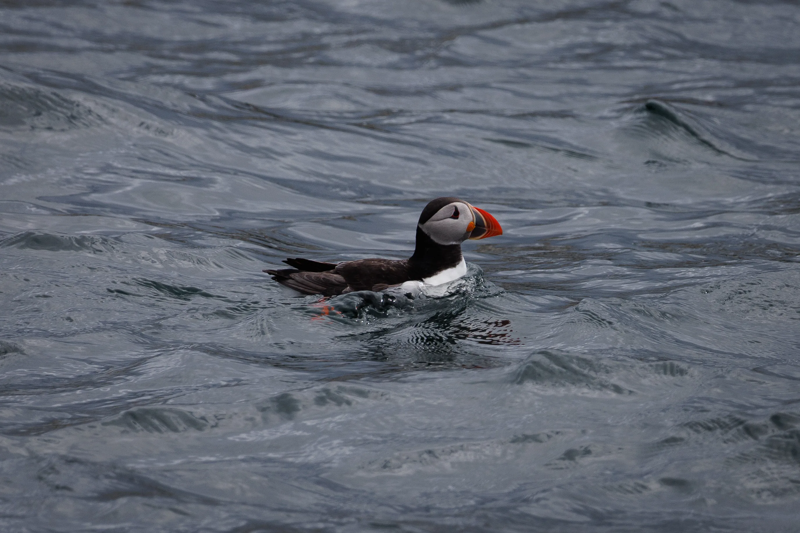 Floating Puffin