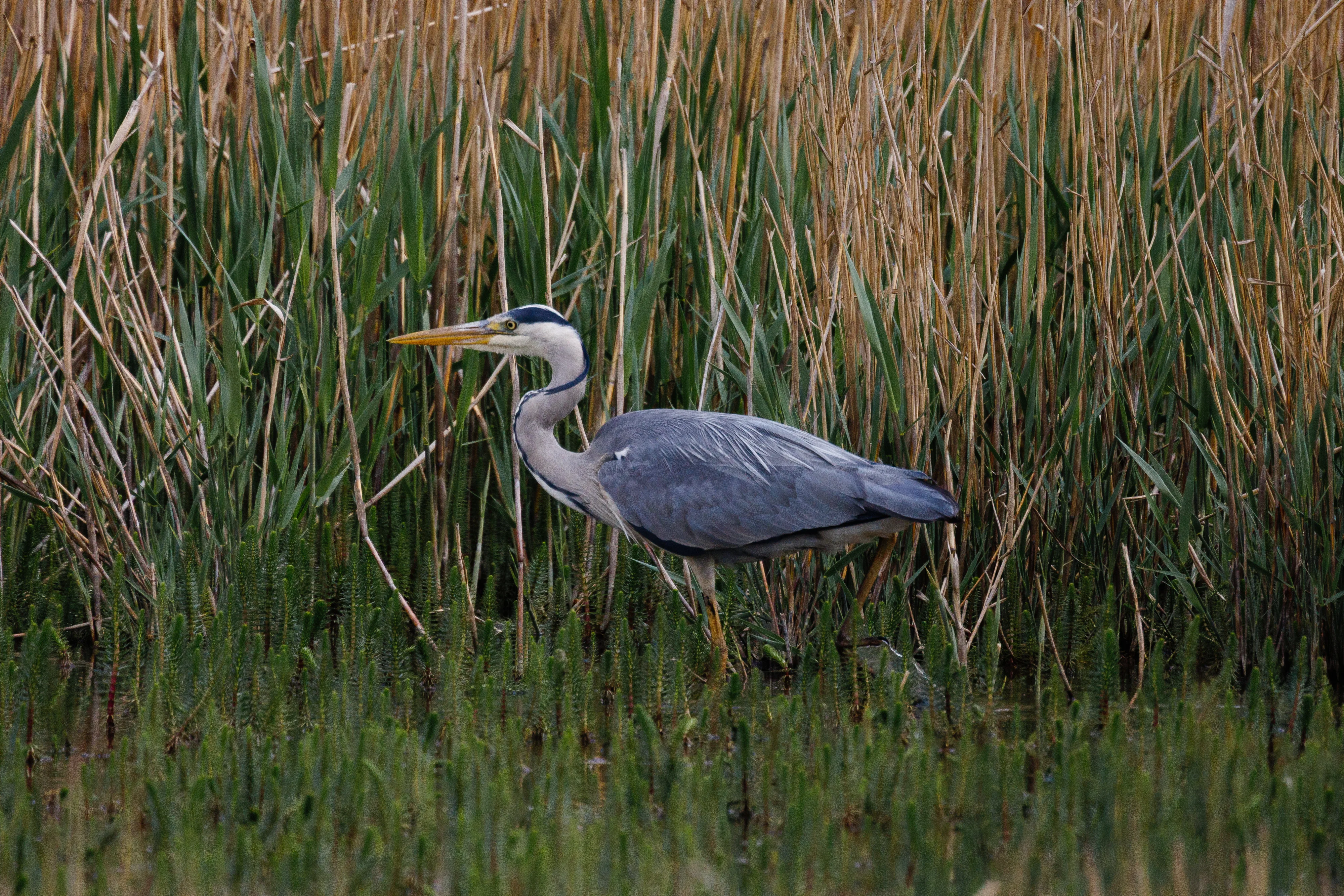 Grey Heron Wading
