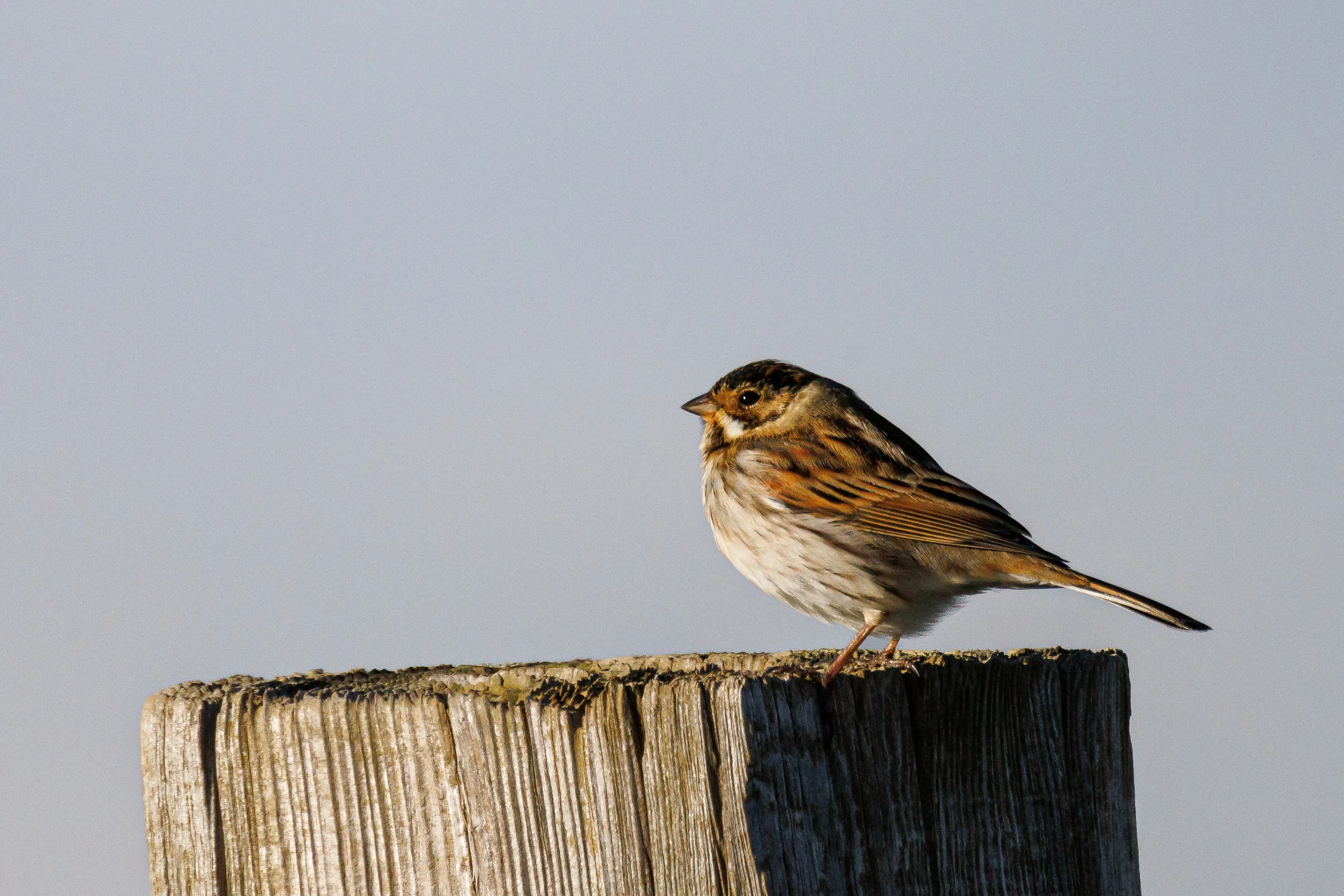 Reed Bunting on a fence post
