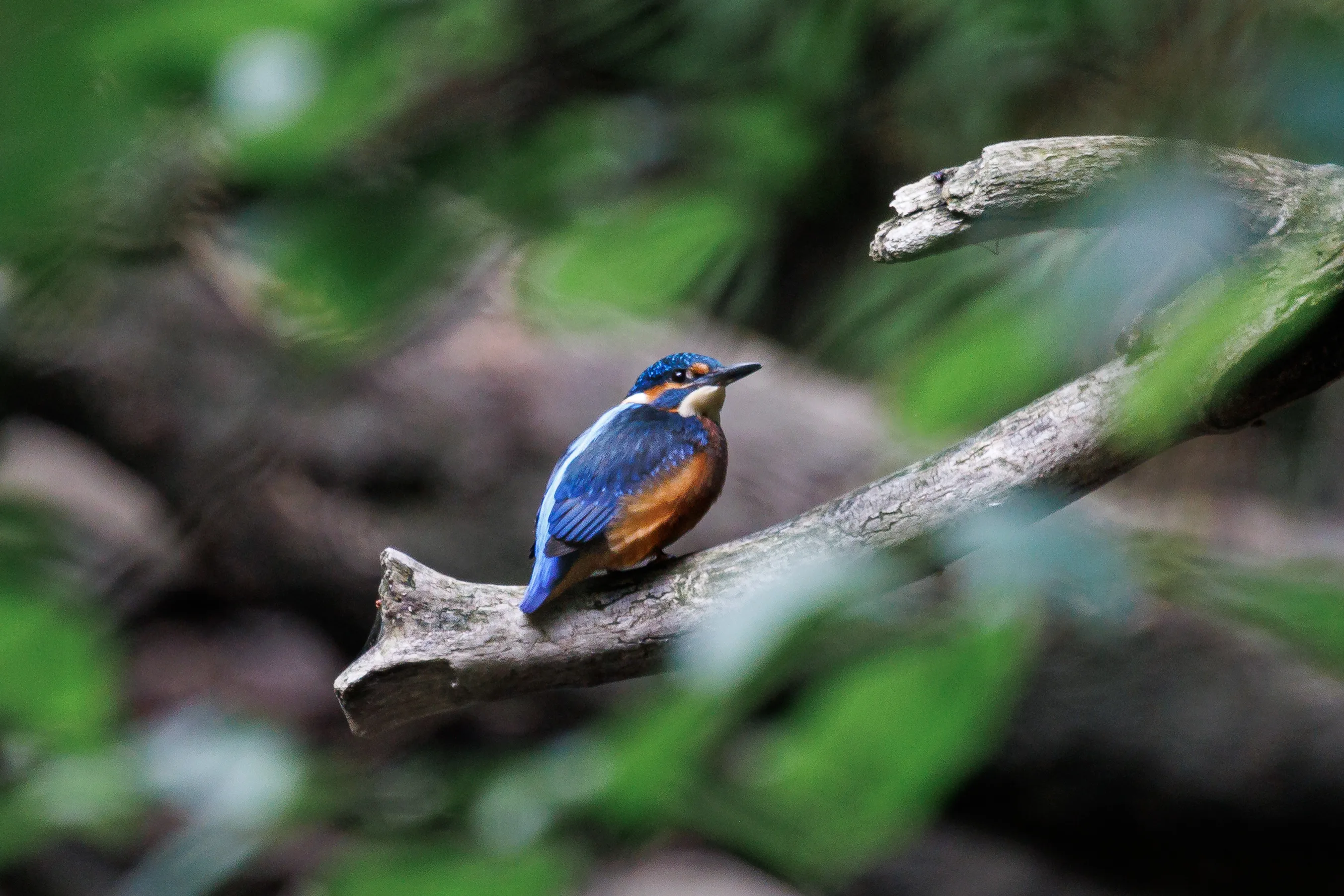 Kingfisher looking back