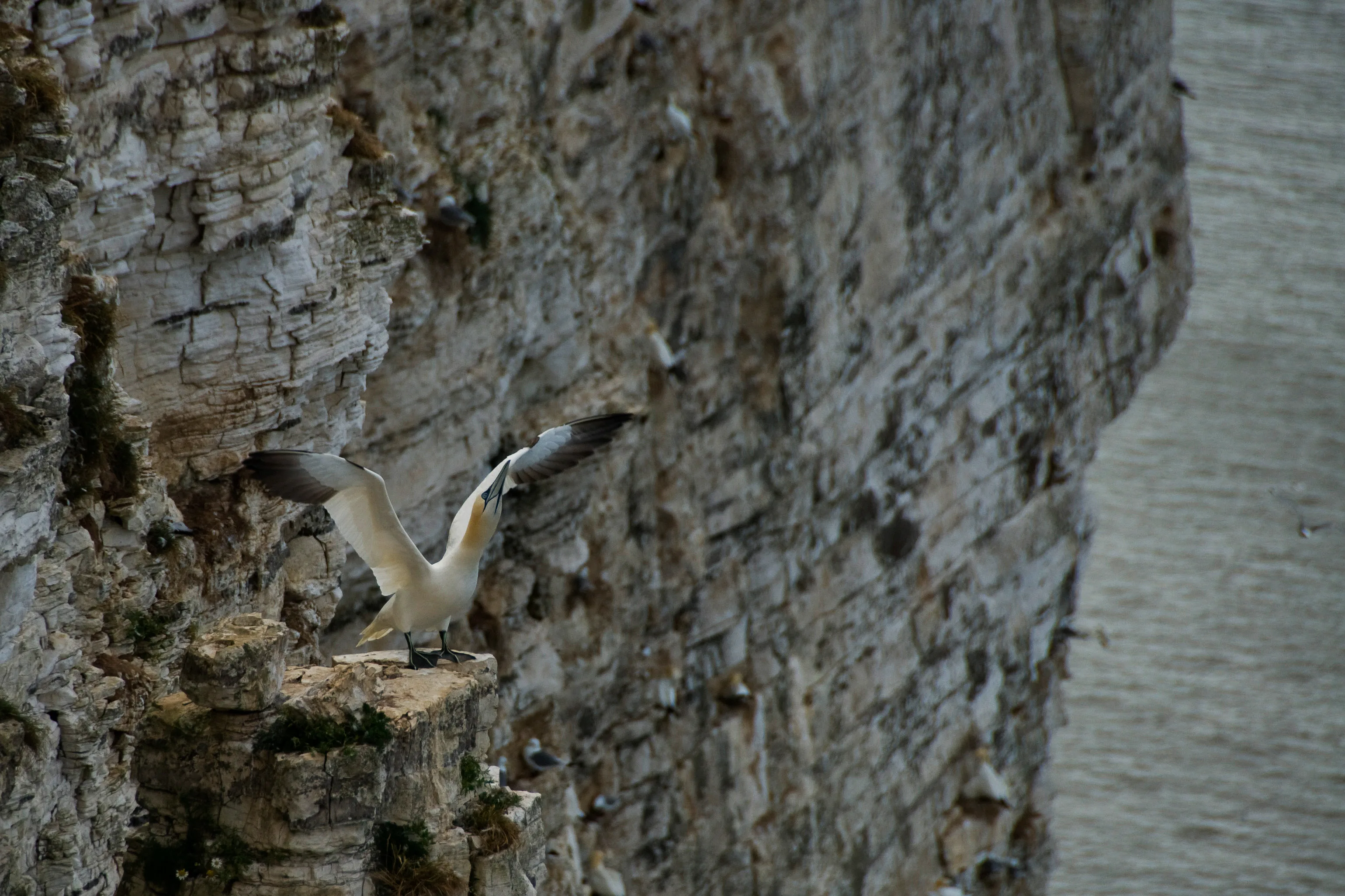 Bempton Gannet
