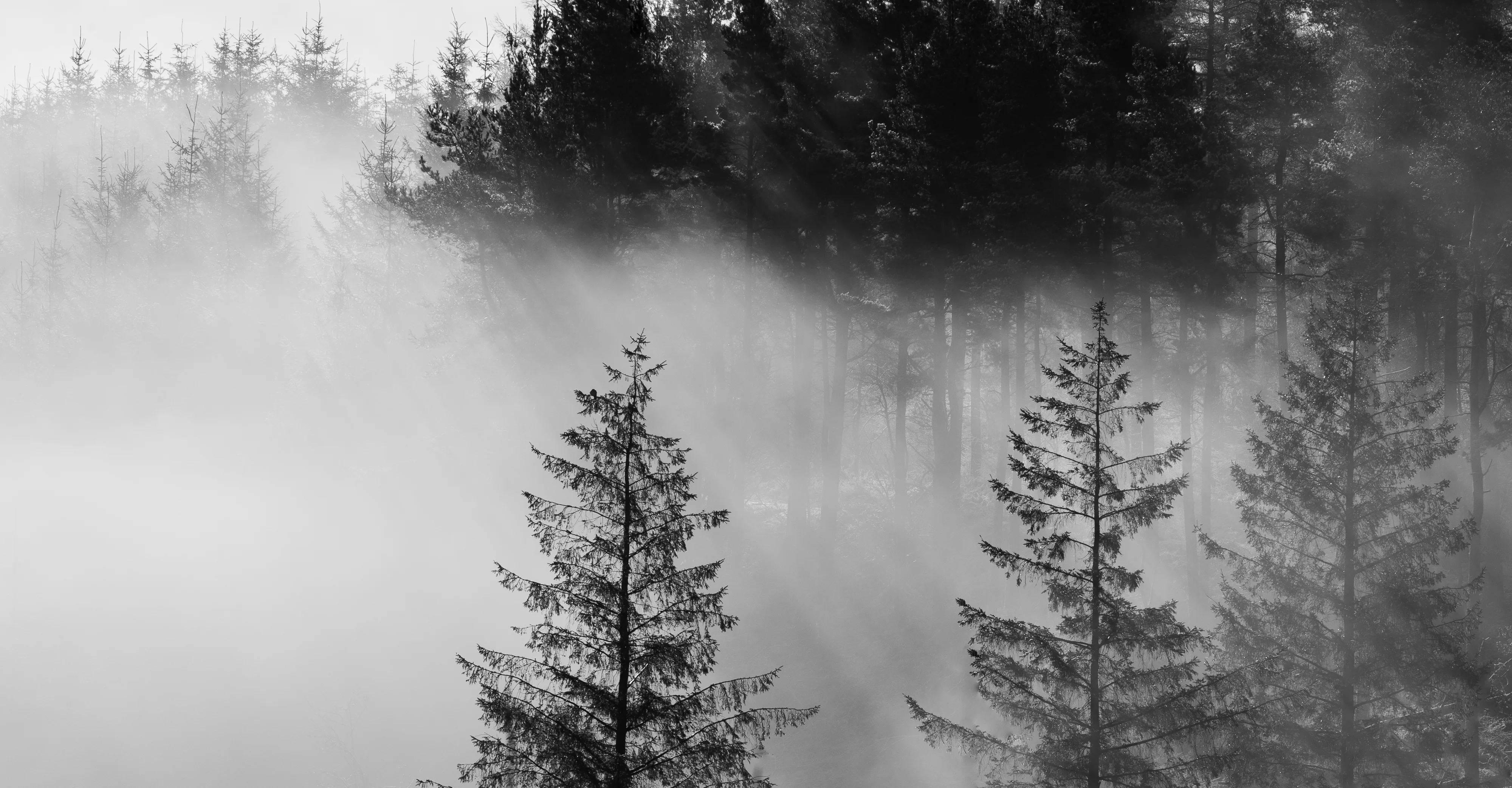 Trees in the Mist
