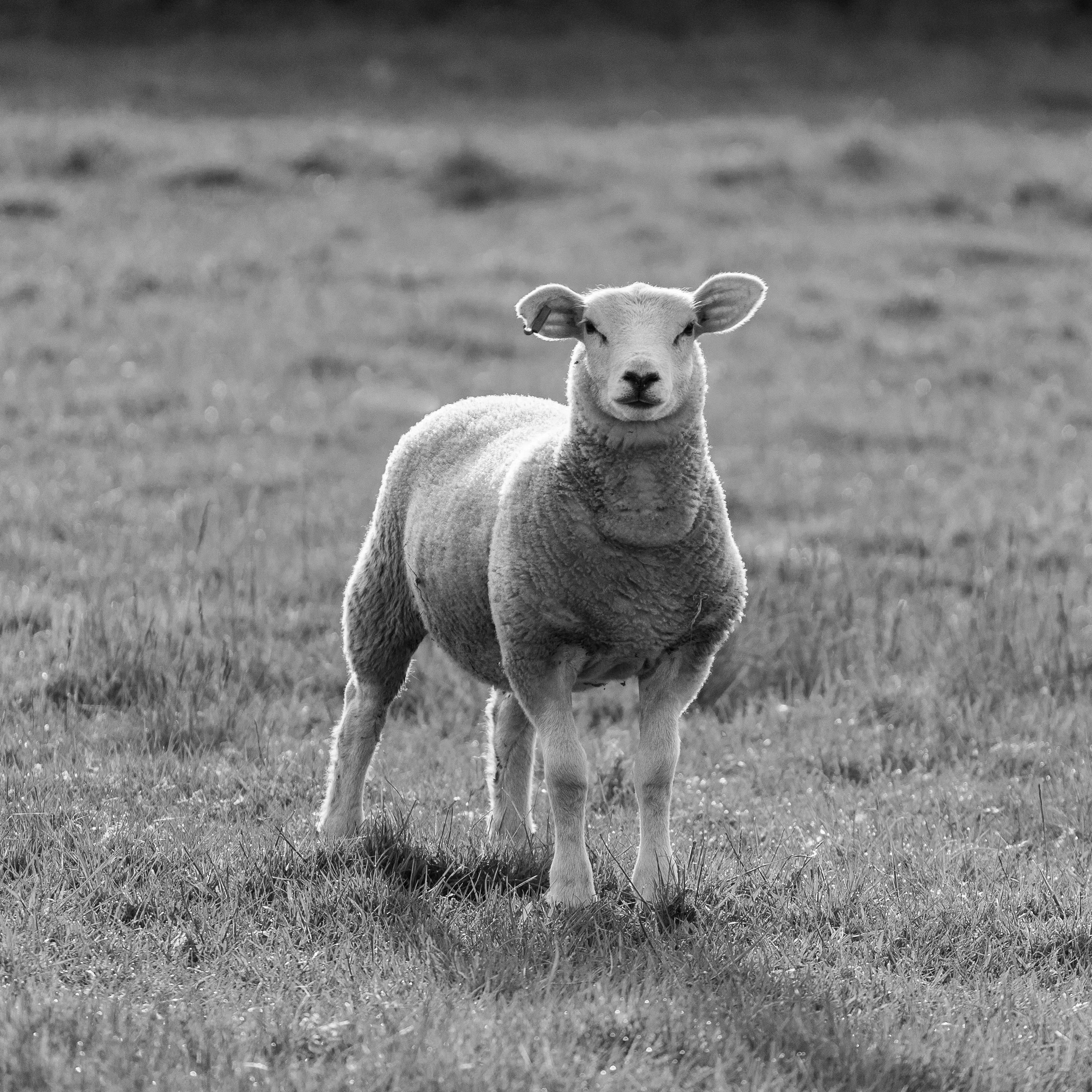 Big Lamb
