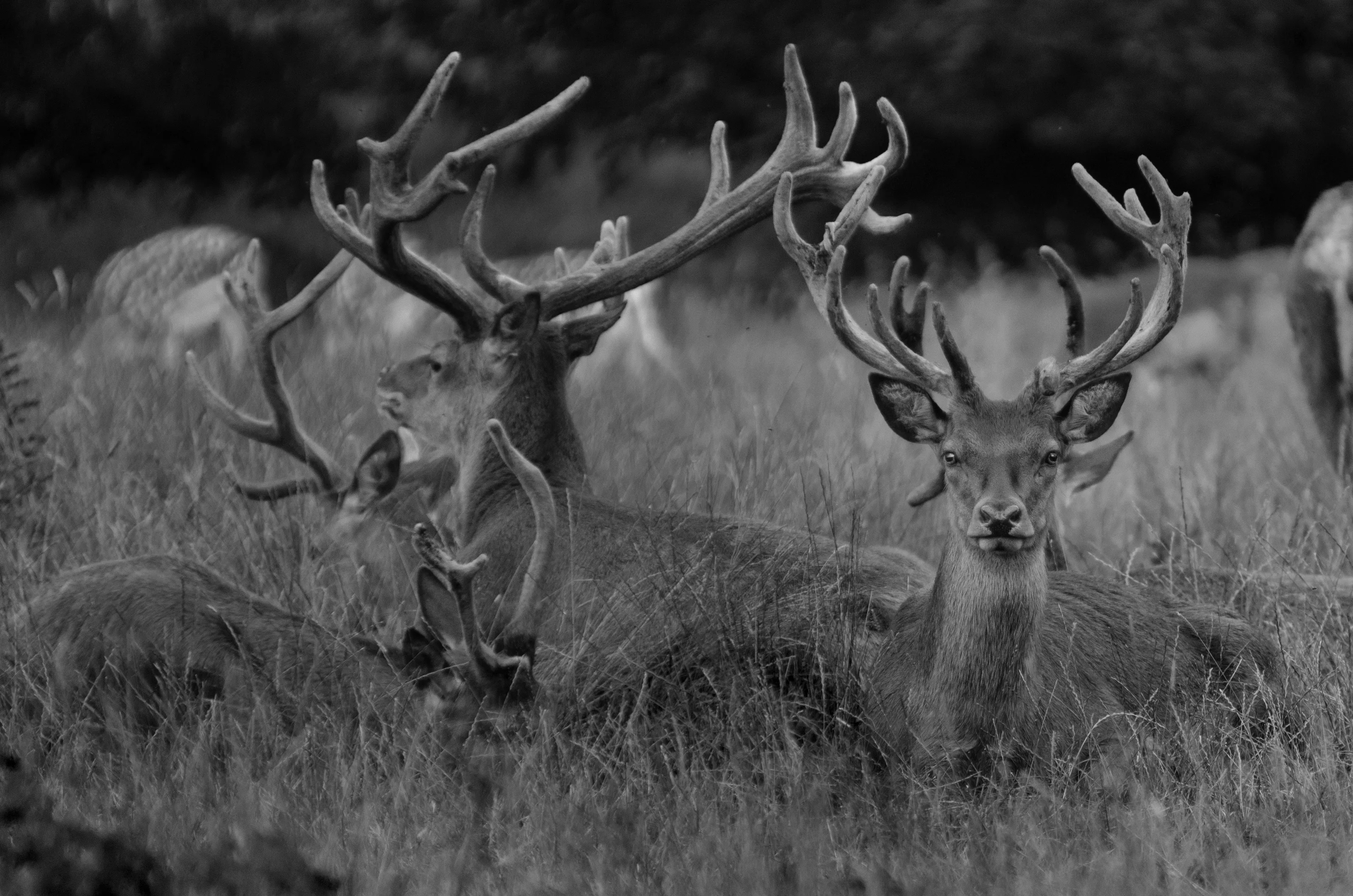 Studley Deer
