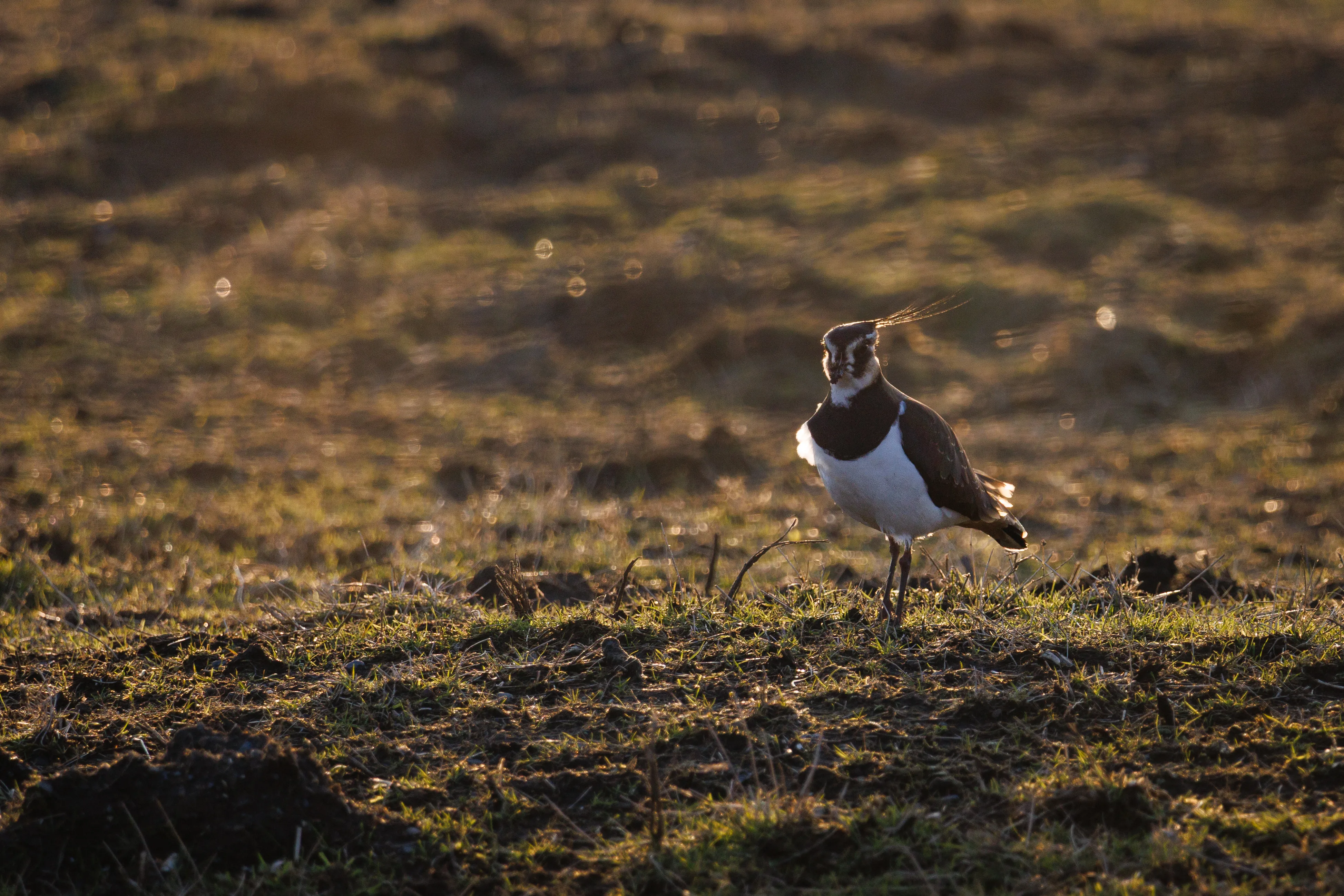 Lapwing Sunset