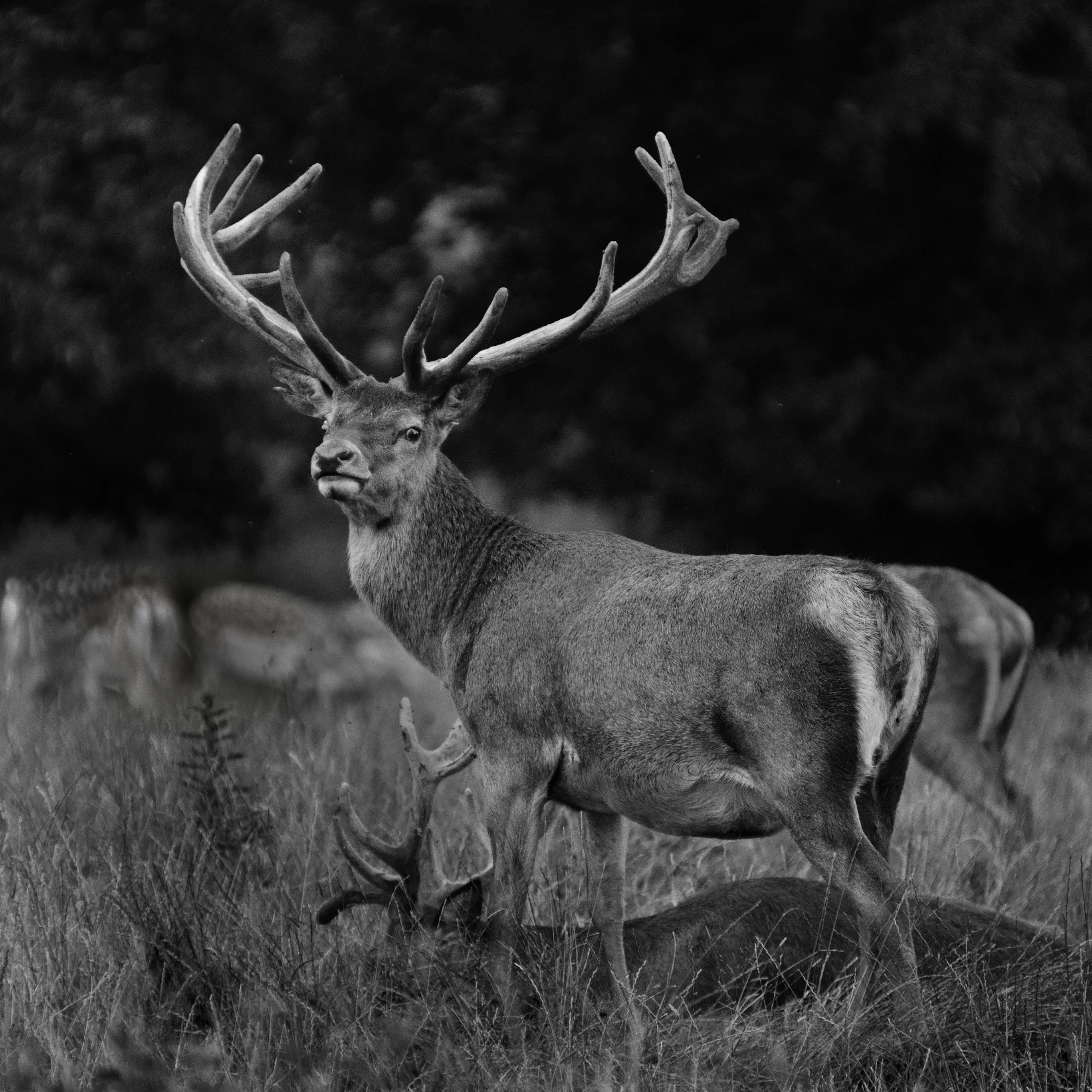 Studley Deer