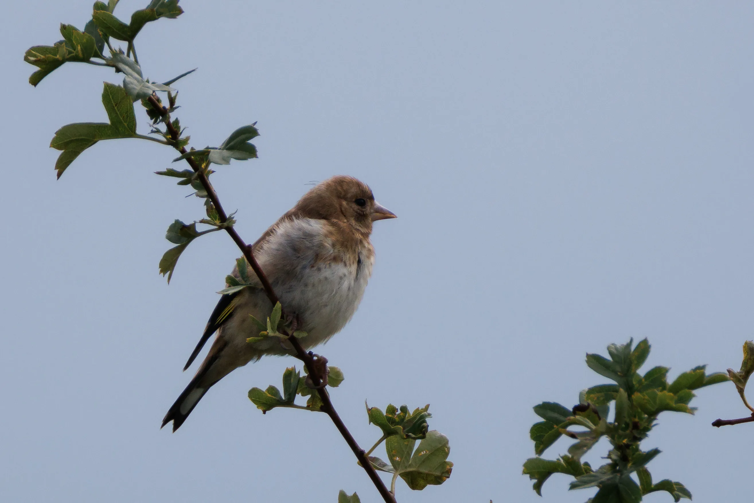 Goldfinch at Saltholme