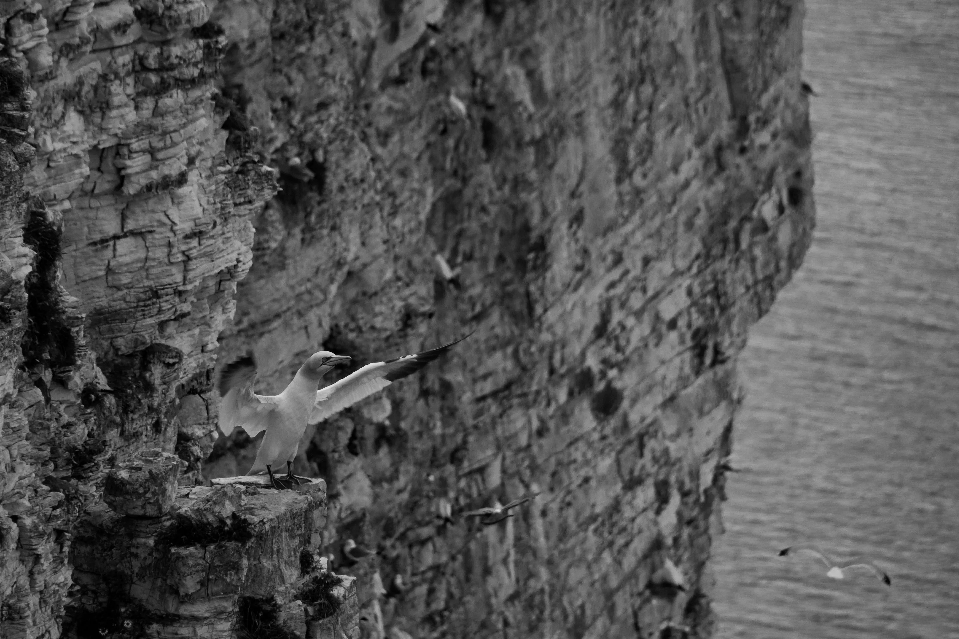 Bempton Gannet