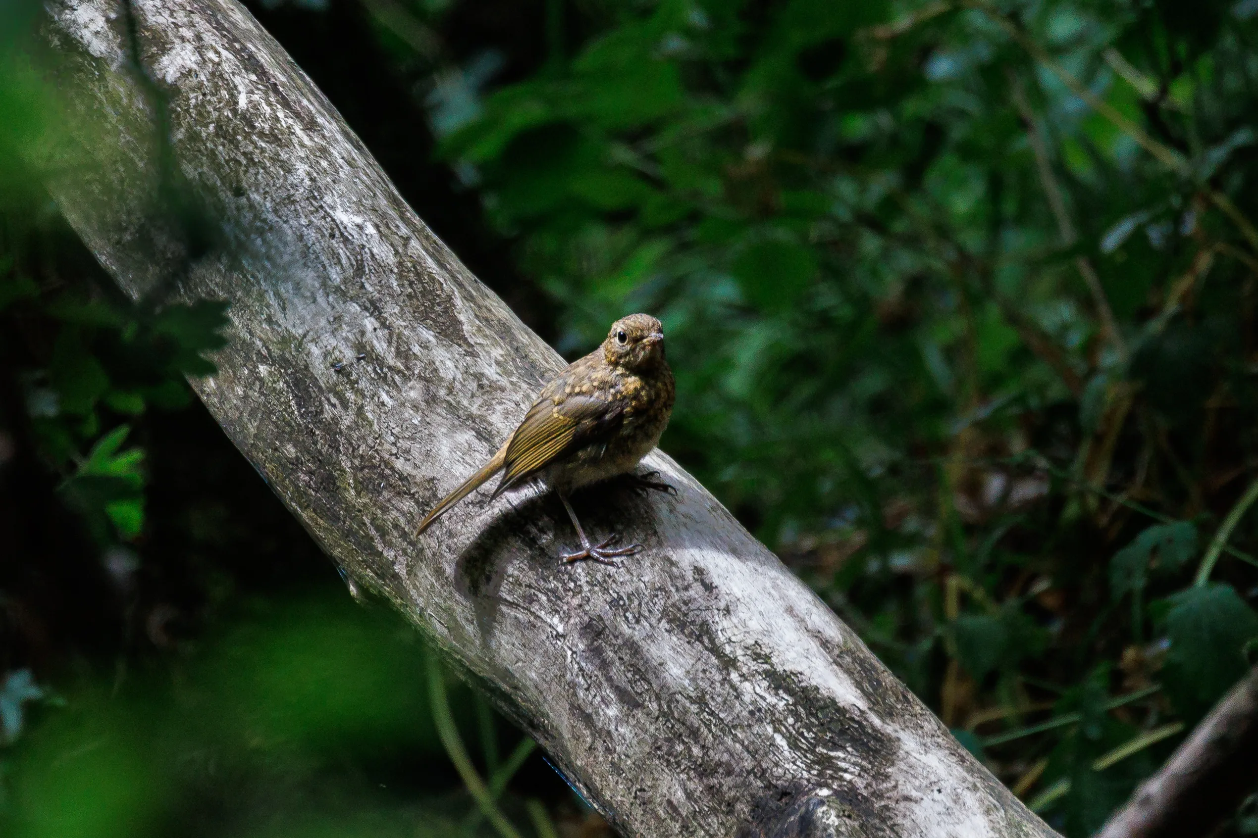 Young Robin on a log