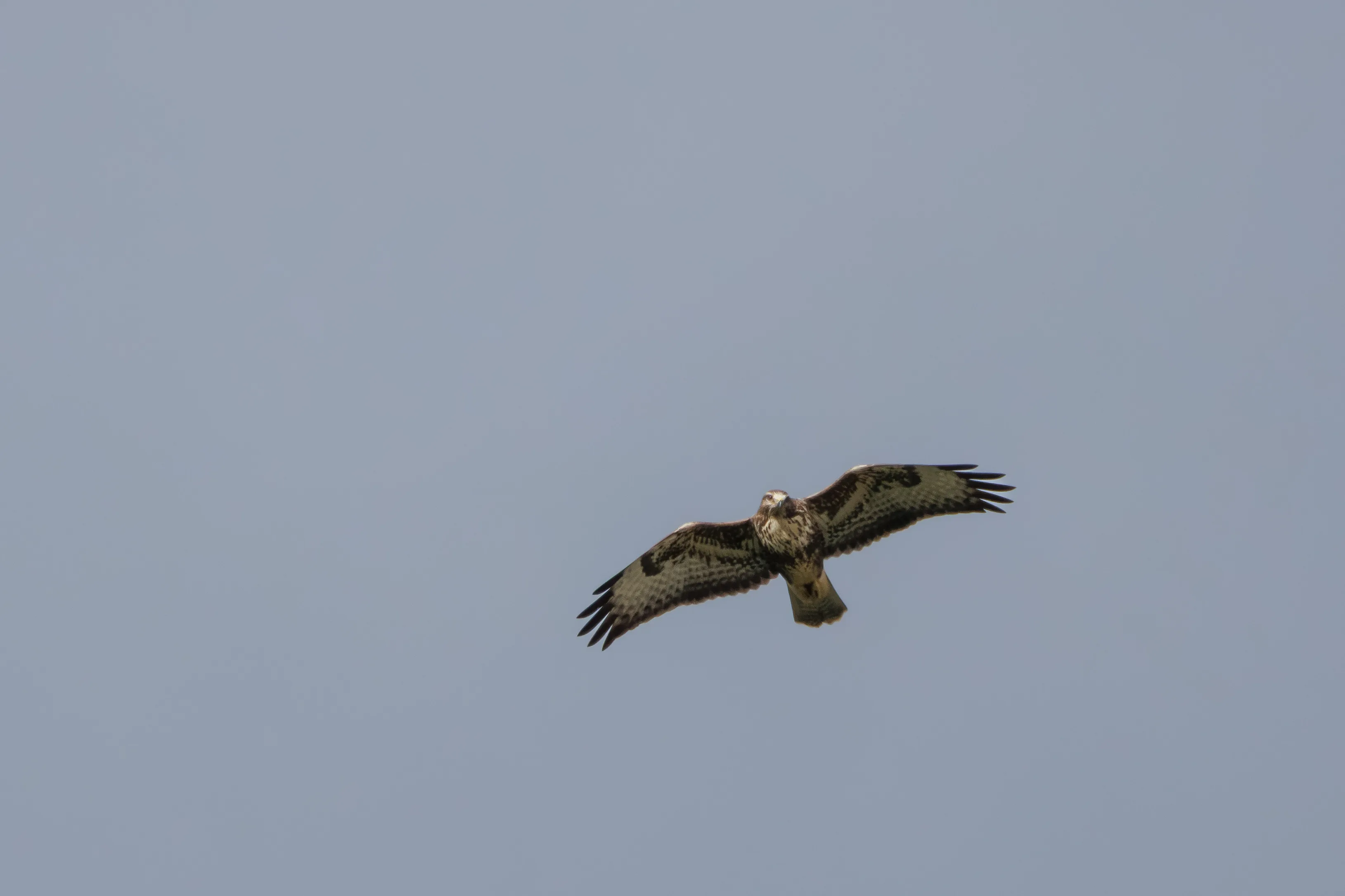 Buzzard