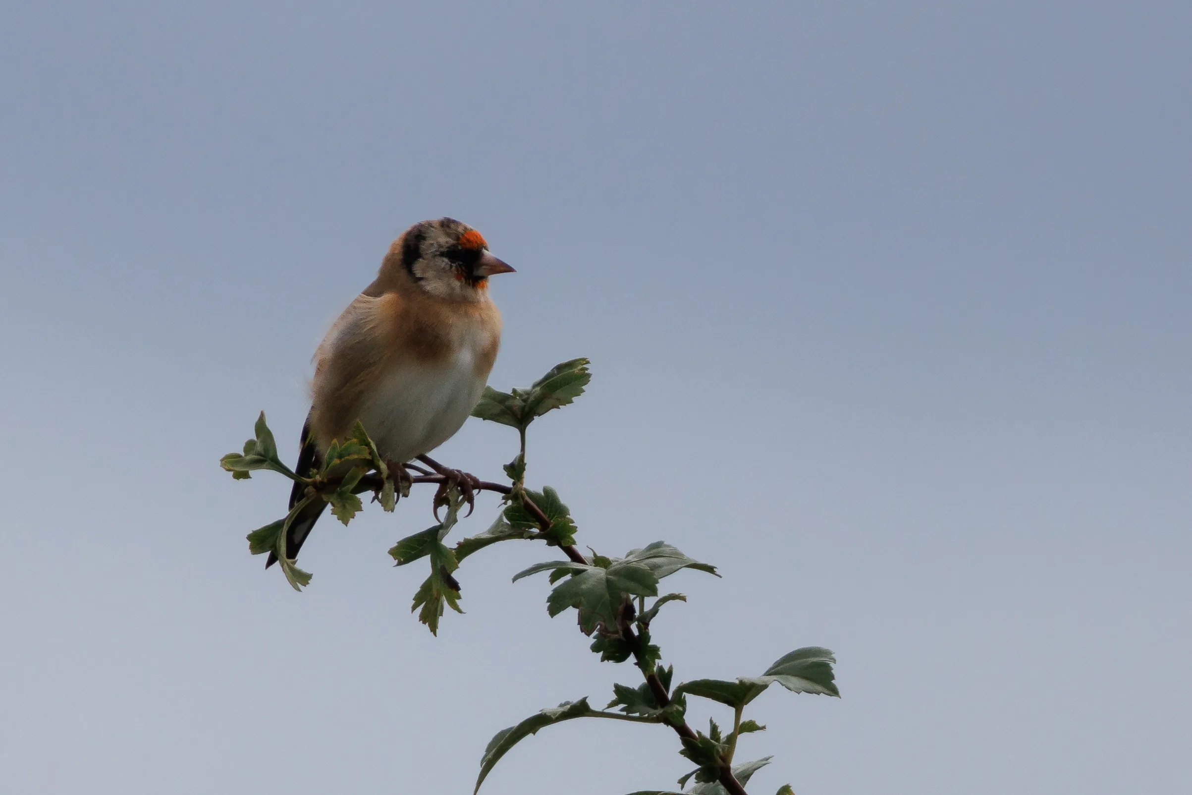 Goldfinch