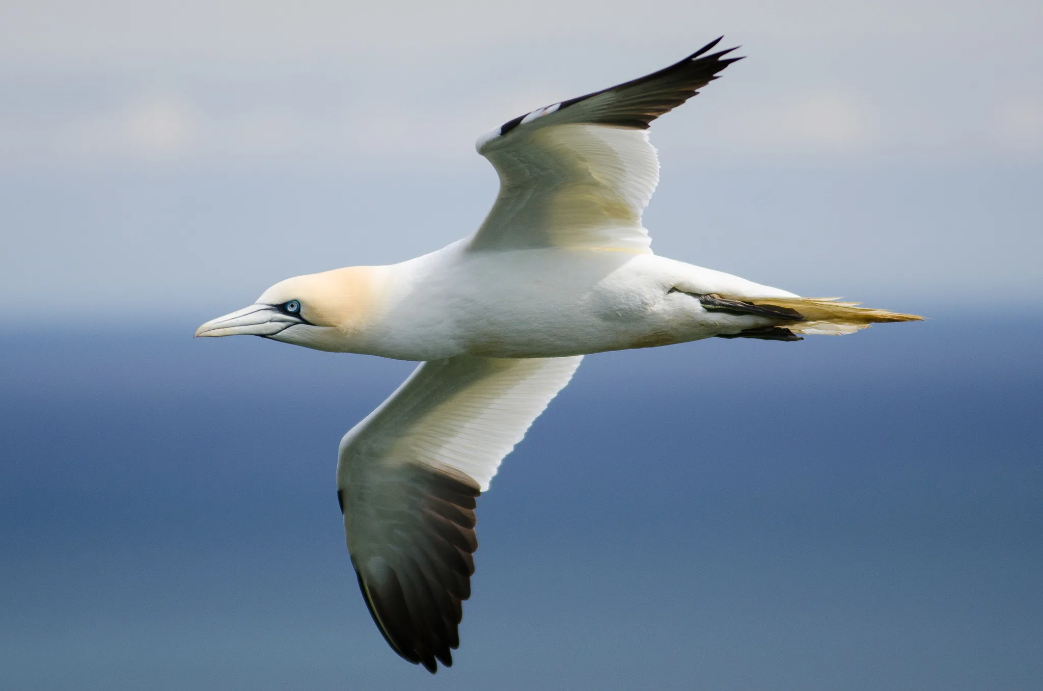 Gannets at Bempton Cliffs