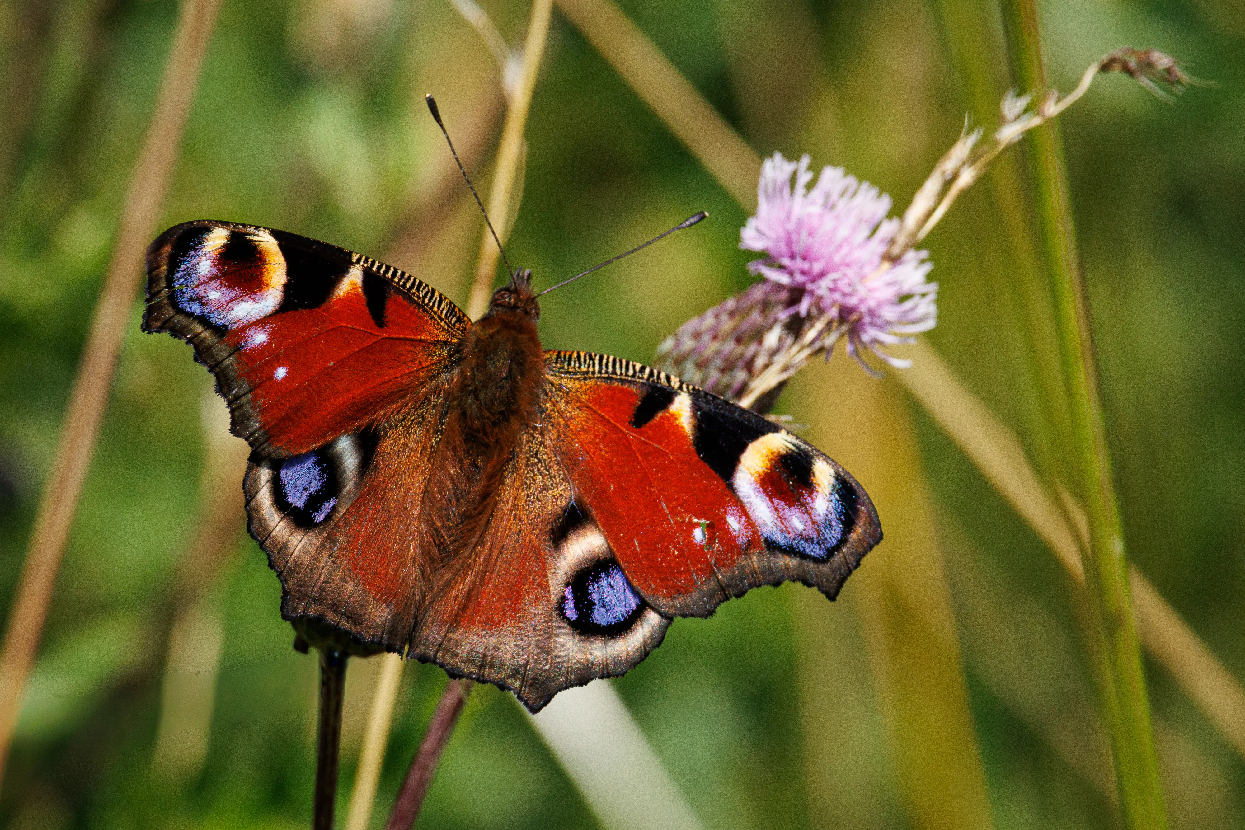 European Peacock resting