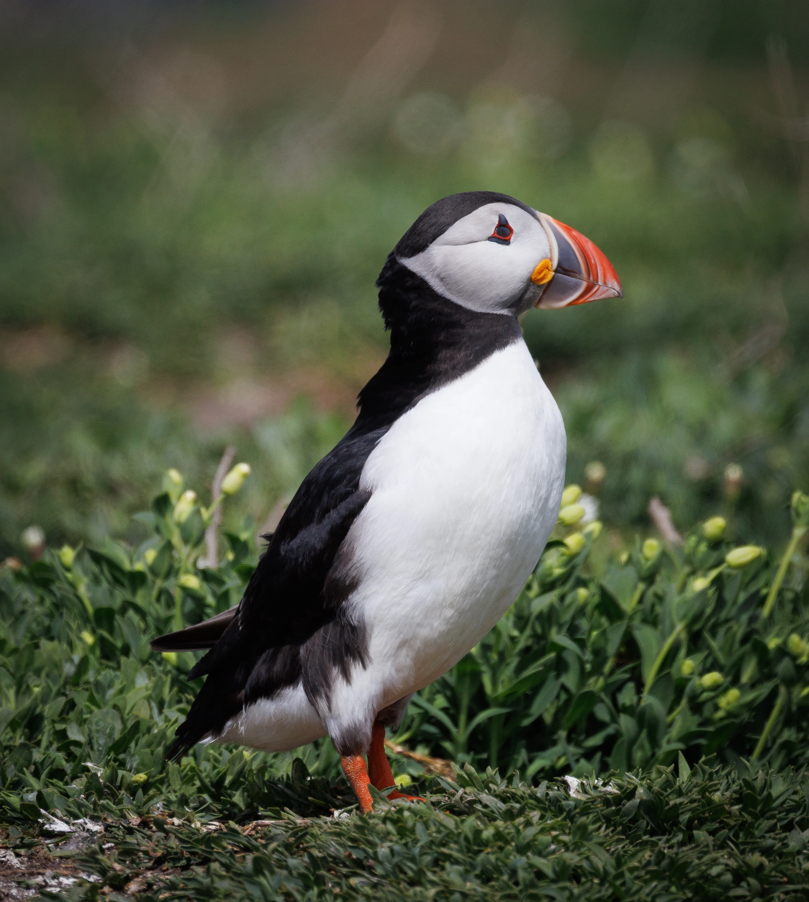Farne Island Puffin