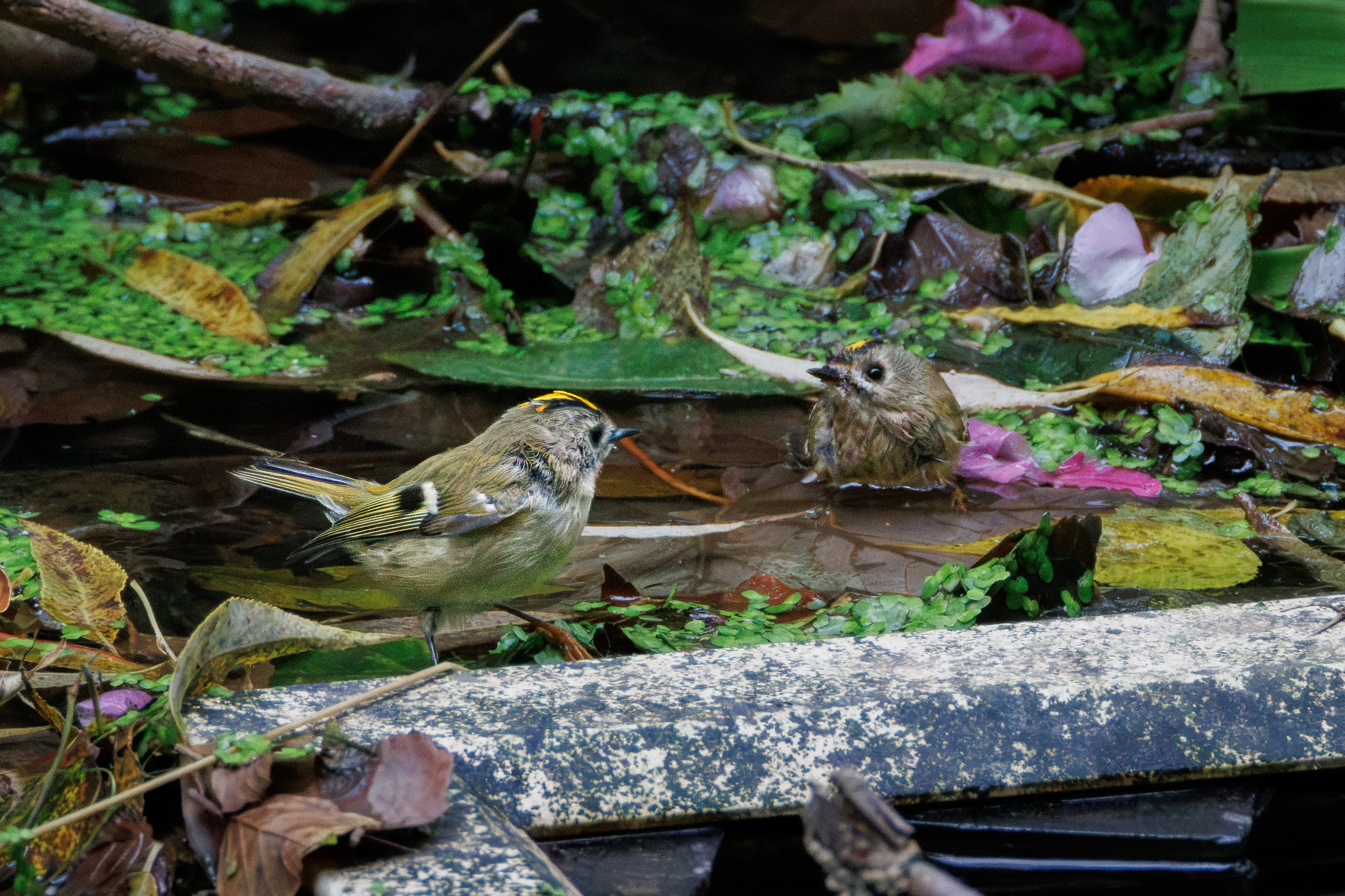 Goldcrests taking a bath