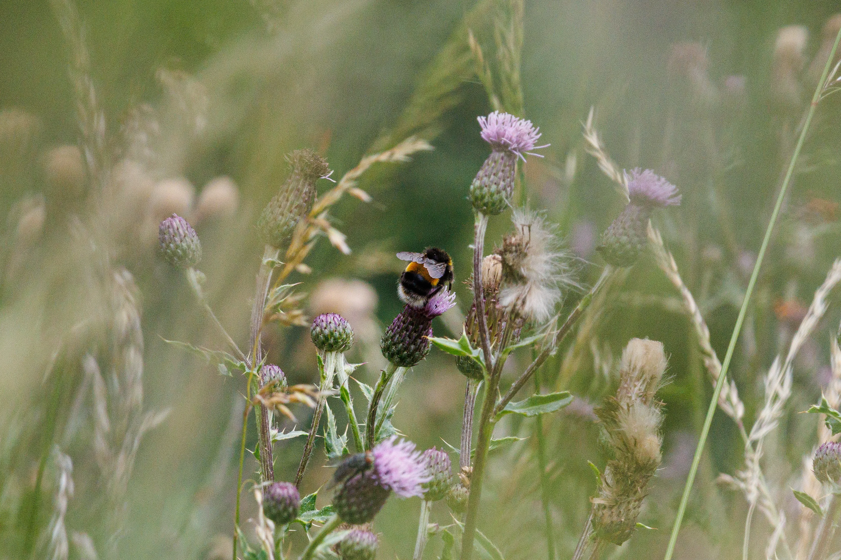Bumbke Bee in the Thistles