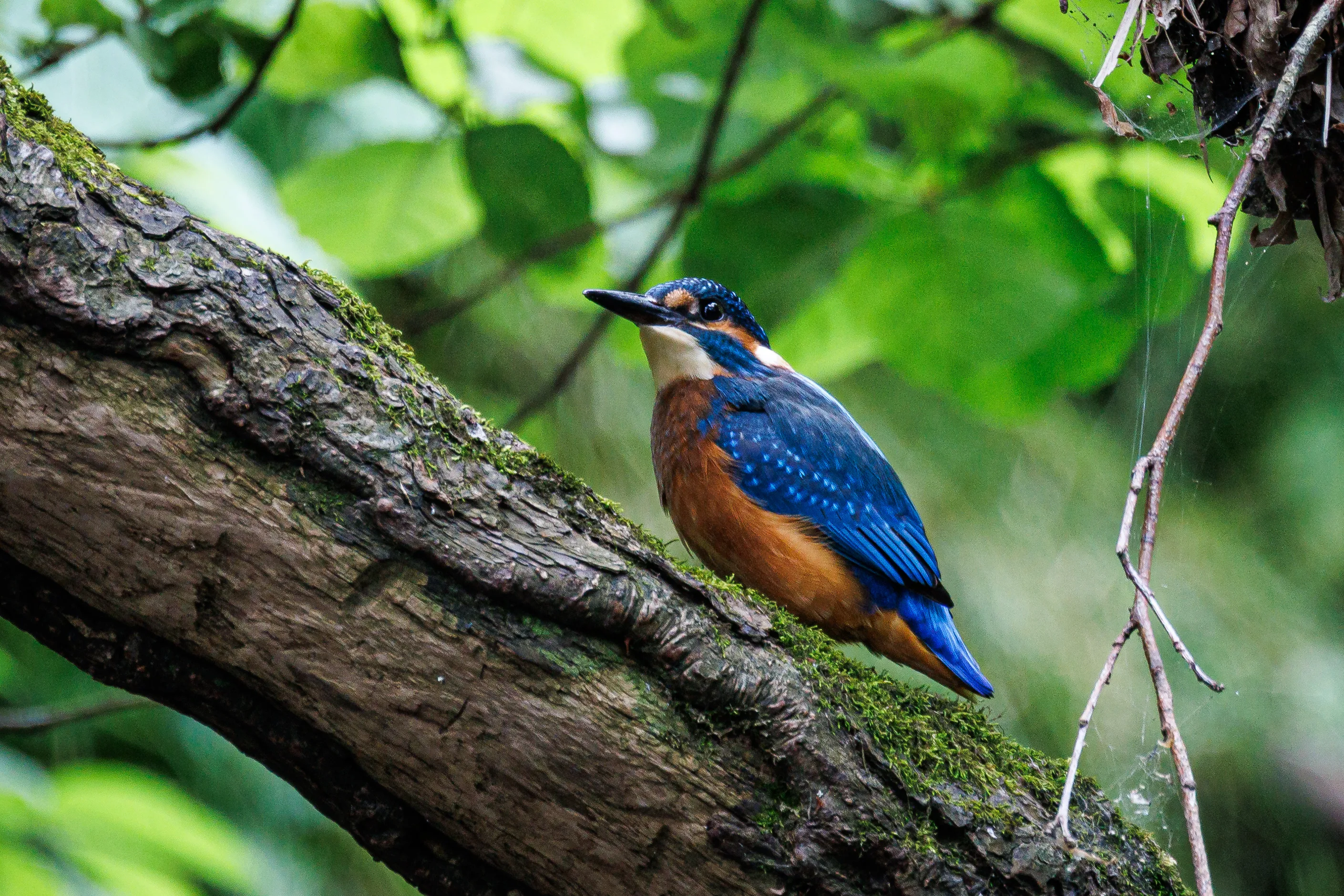 Kingfisher resting