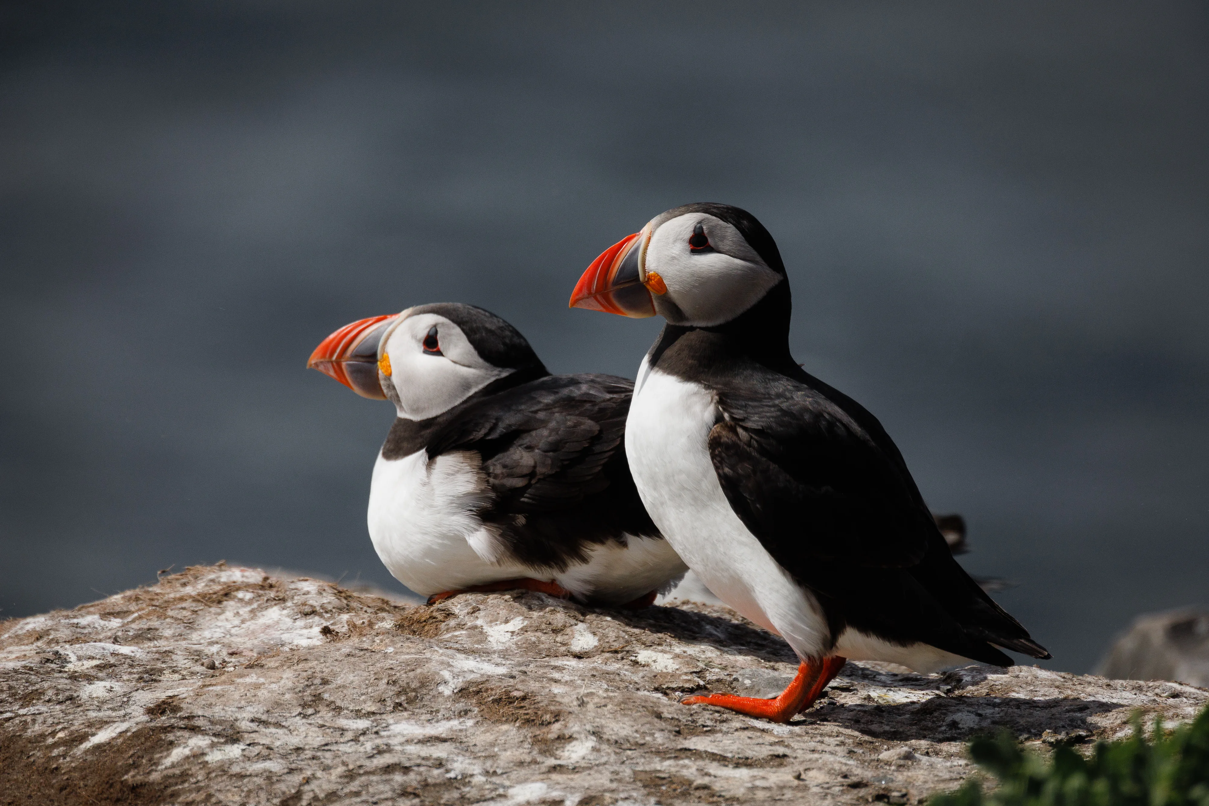 Farne Island Puffins