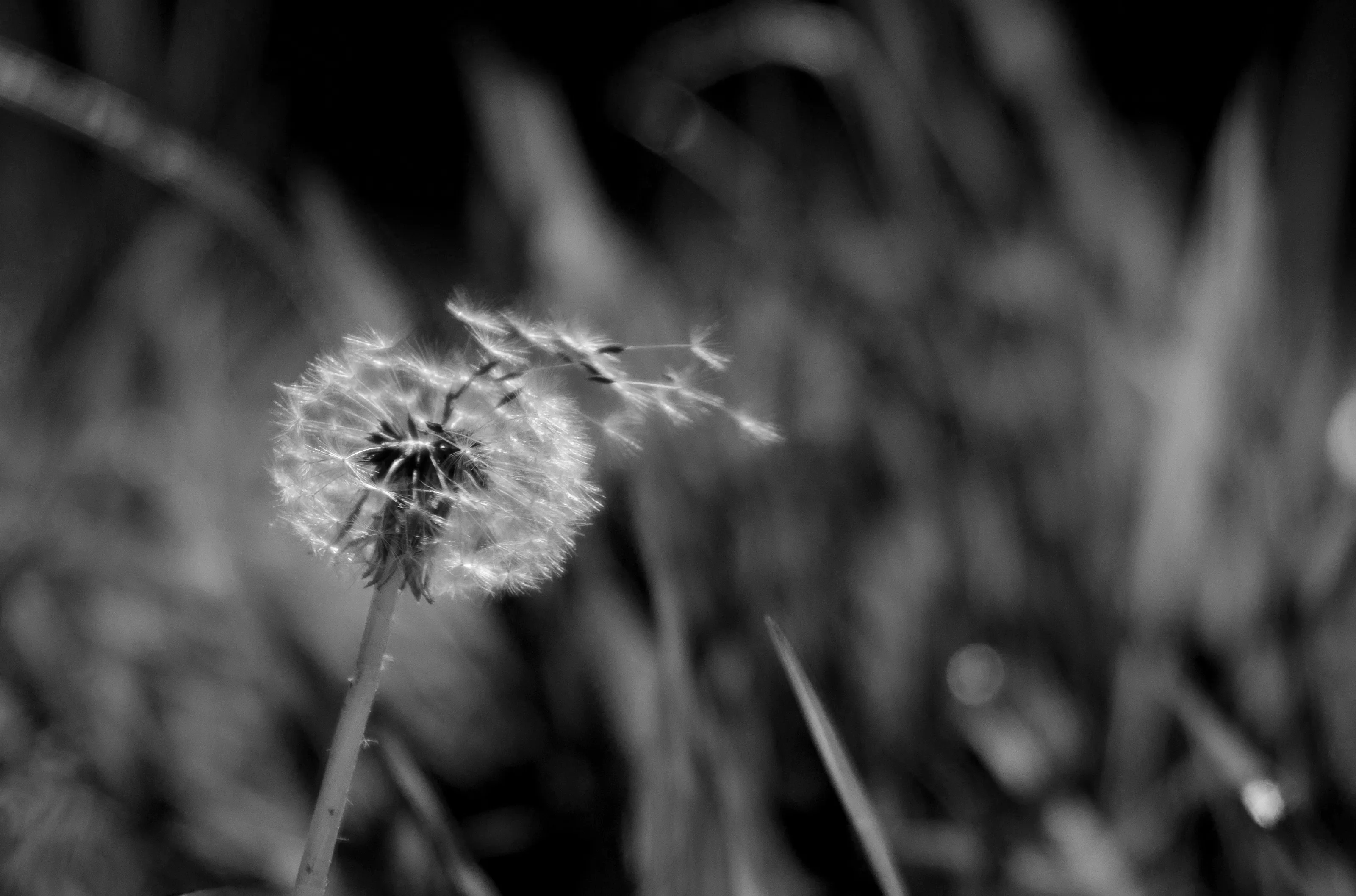 Dandelion in the wind