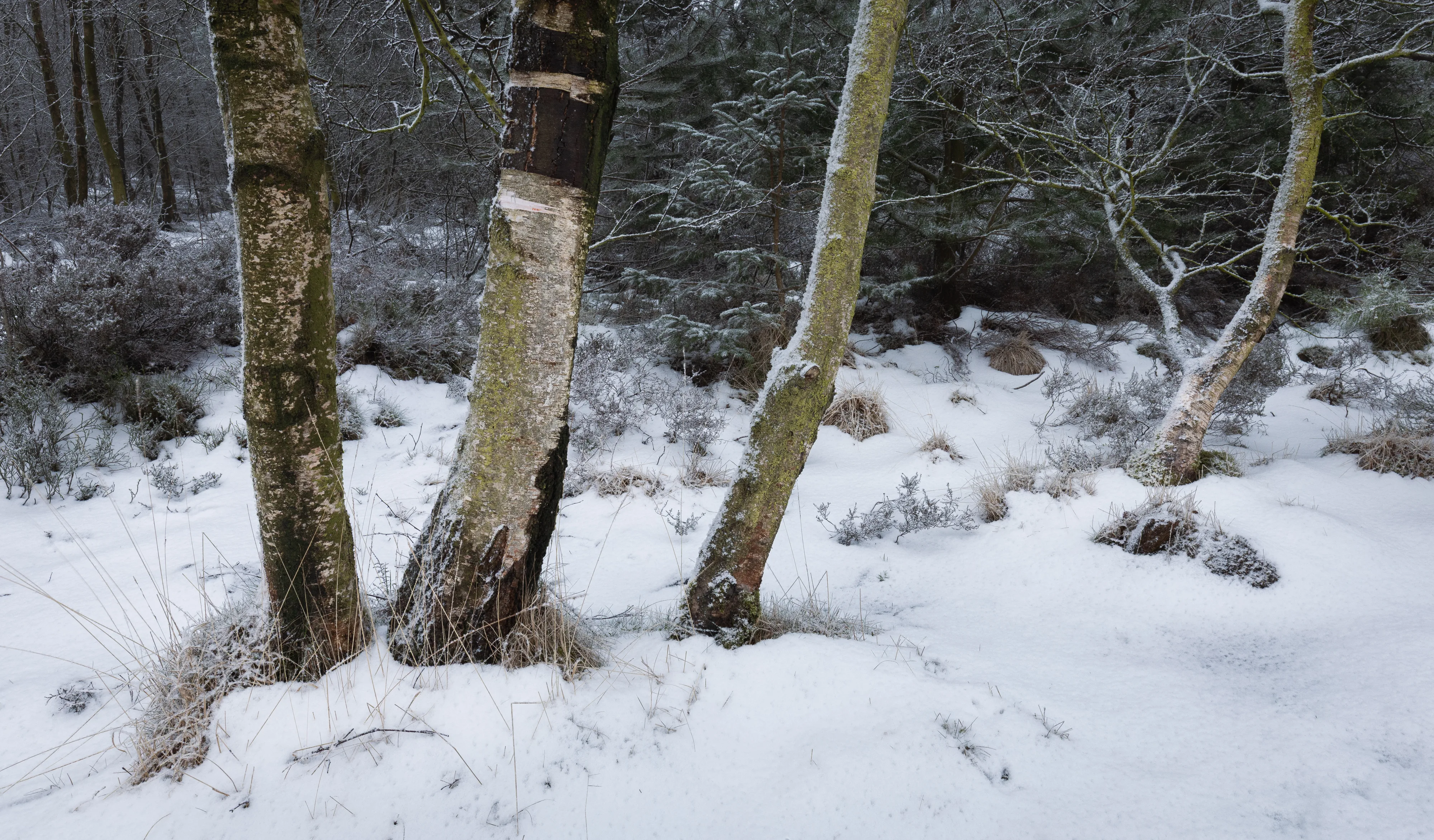 Snowy Trio