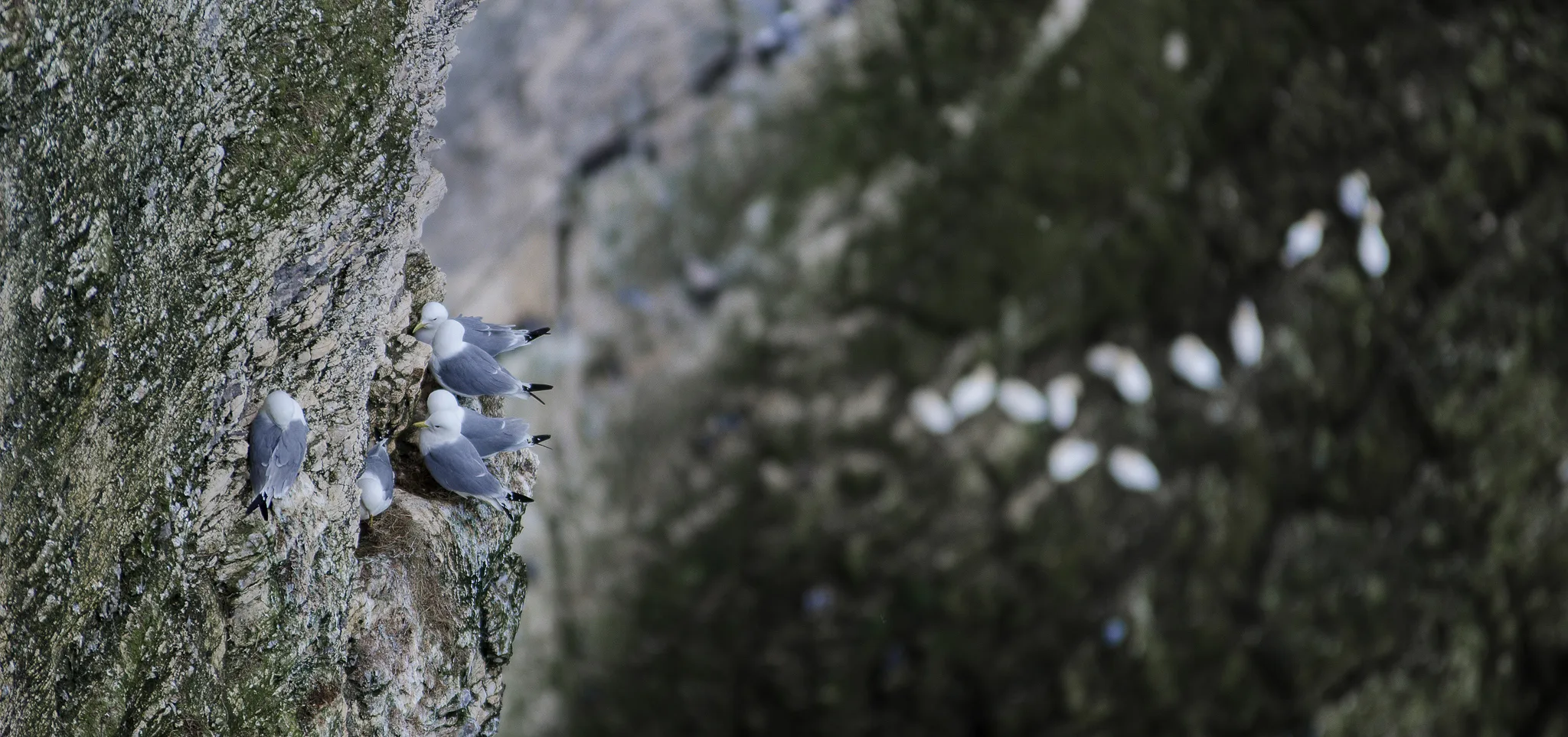 Seabirds at Bempton