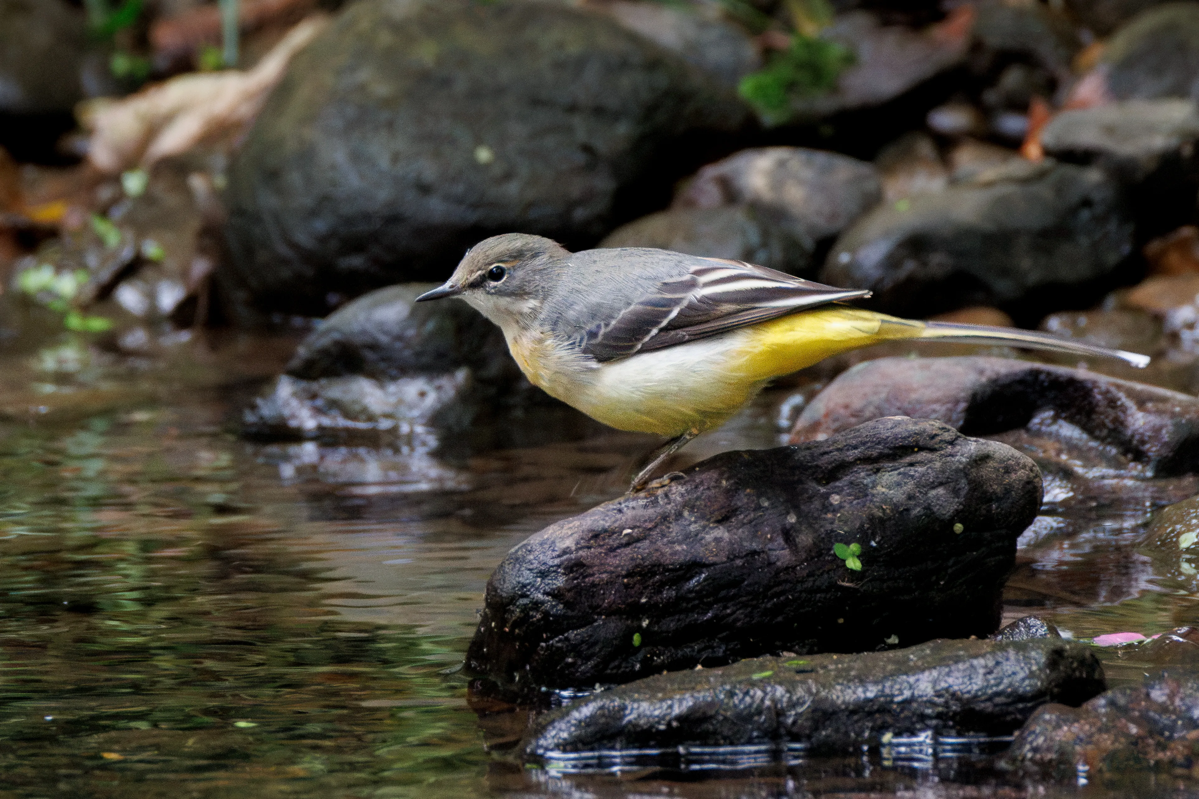 Grey Wagtail on a rock