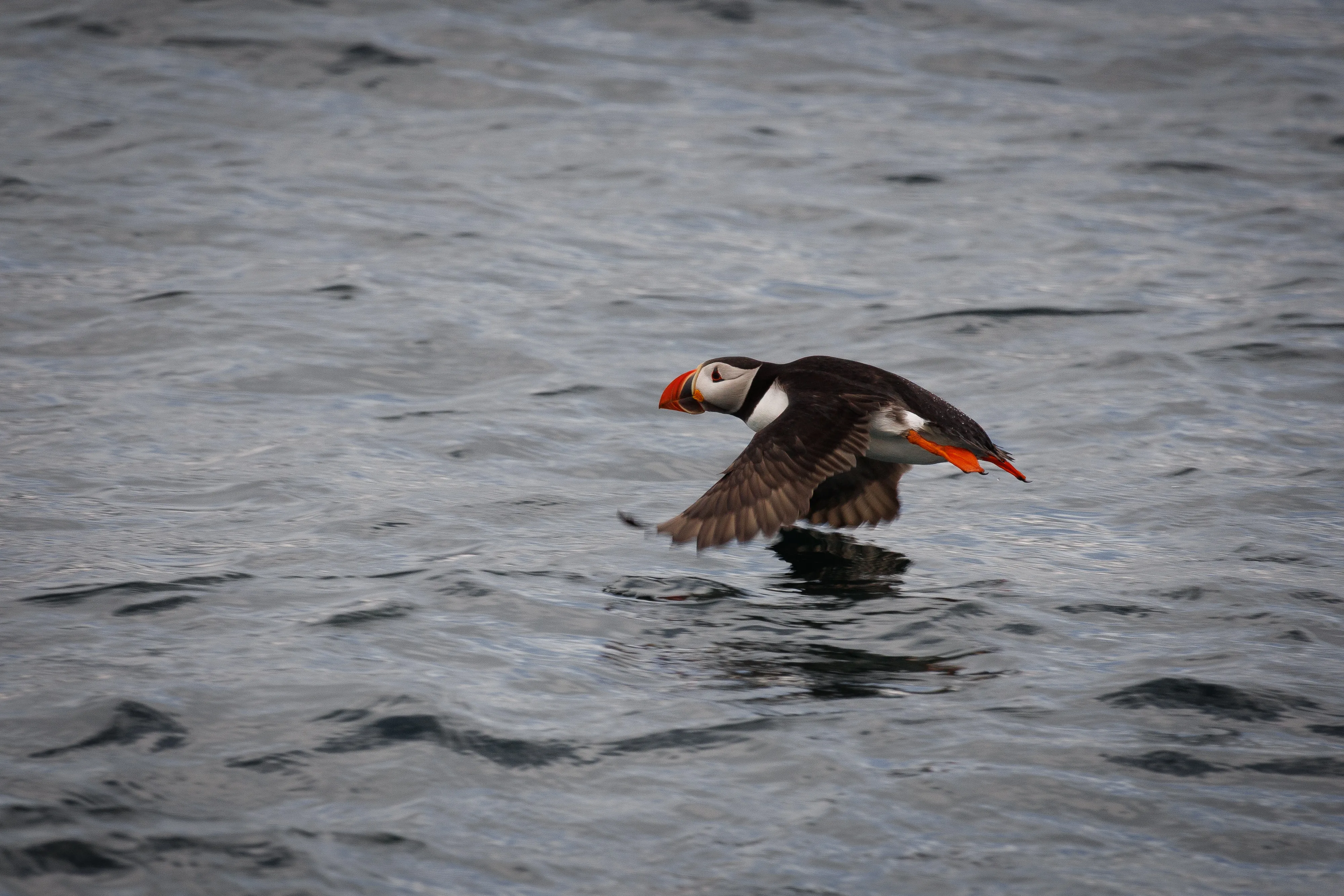 Farne Island Puffin Flight