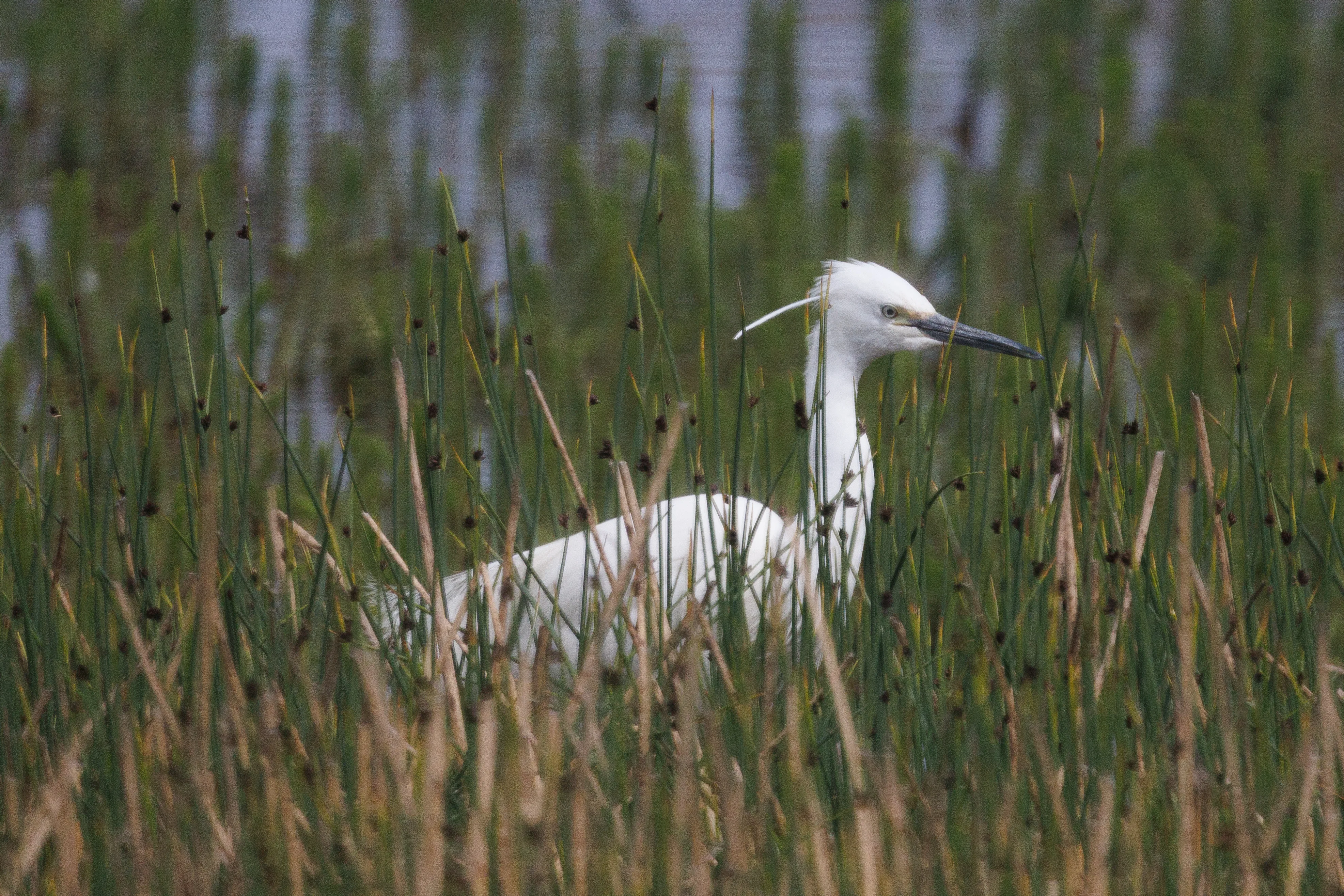 Little Egret in the reeds