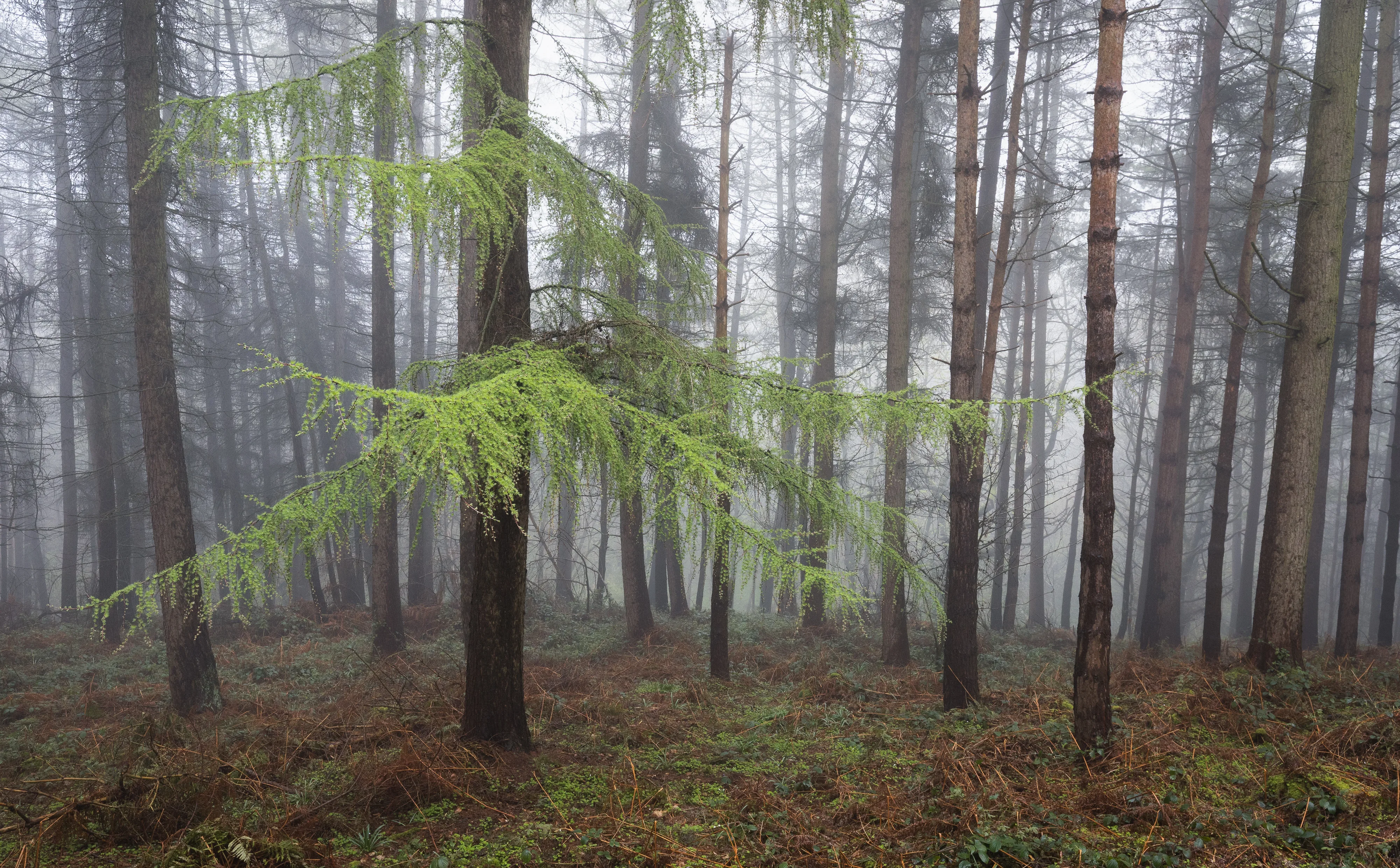 Wileycat Woods Fog