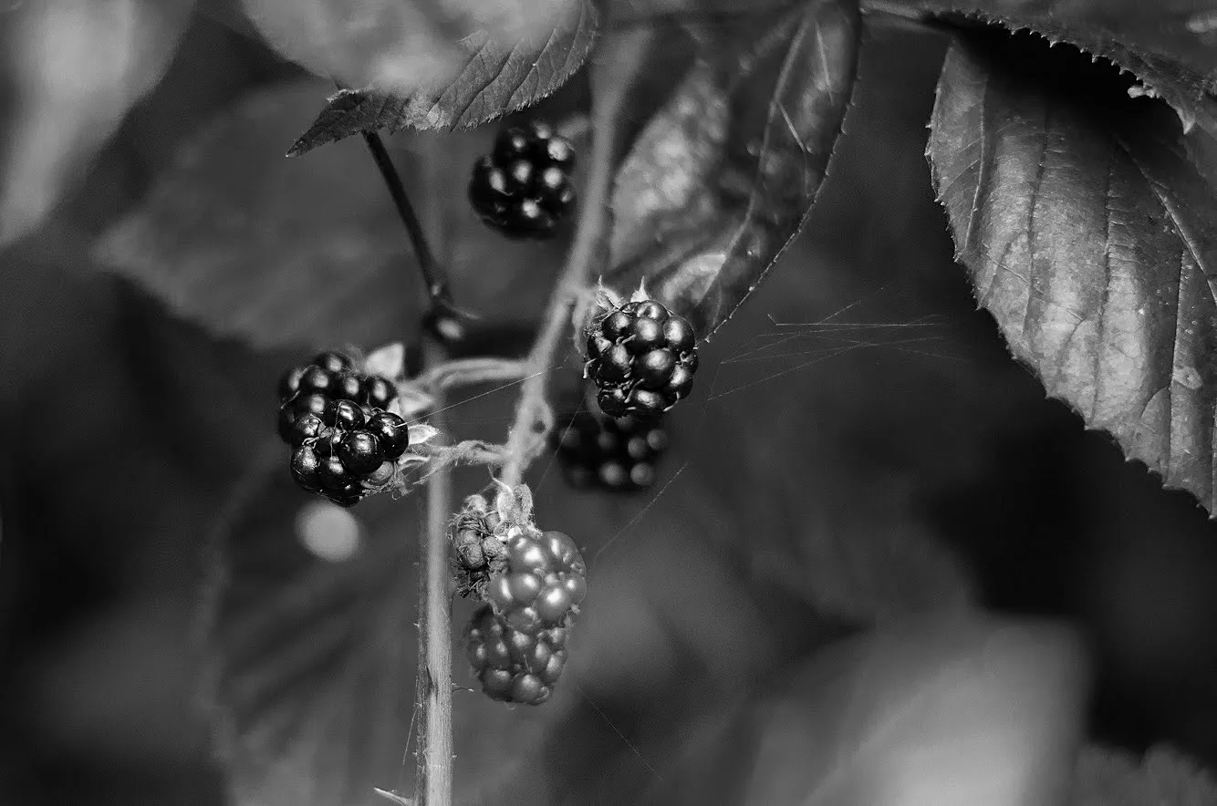Plants on a walk