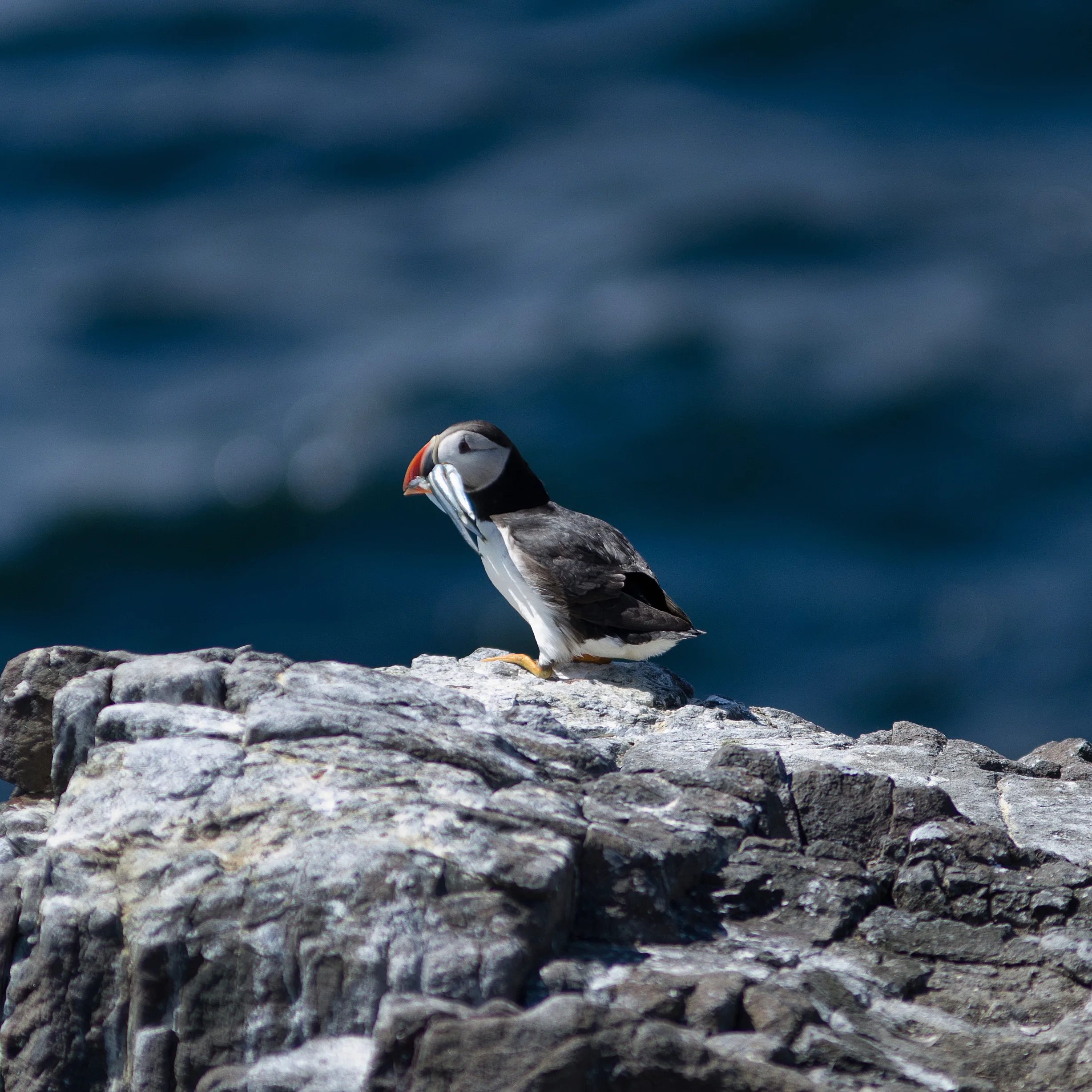 Farne Island Puffin