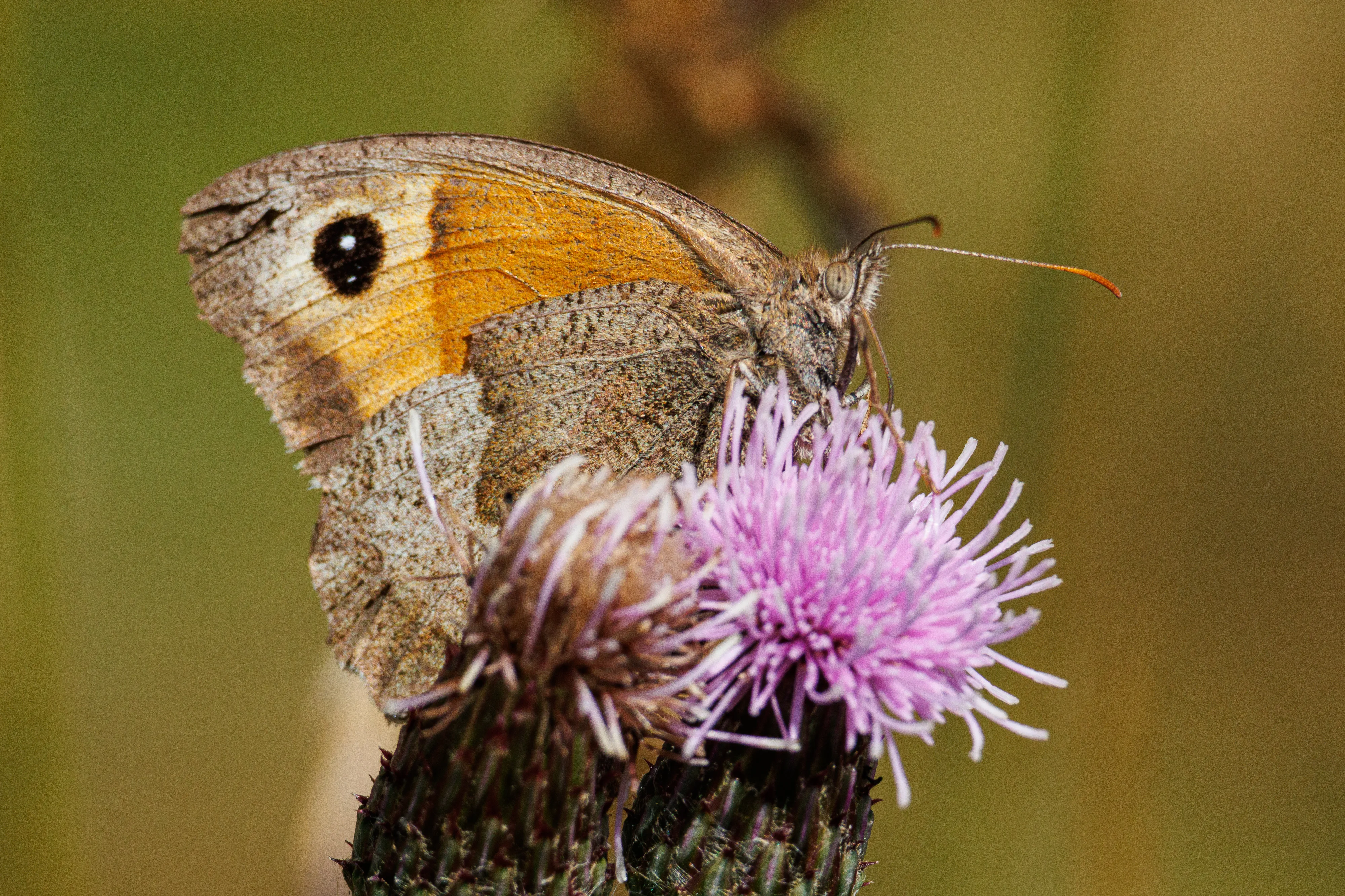 Meadown Brown on a Creeping Thistle